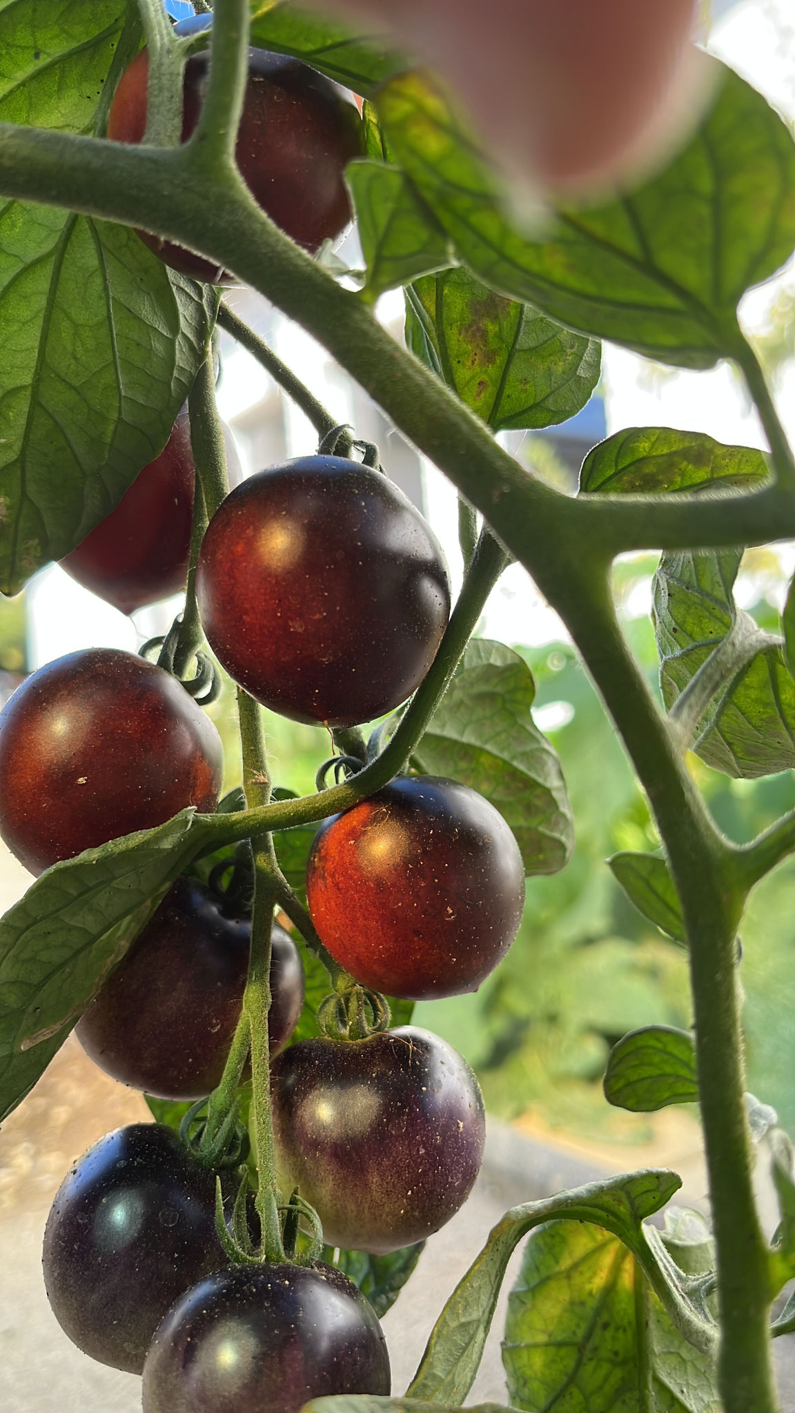 Tomate Indigo Pearl