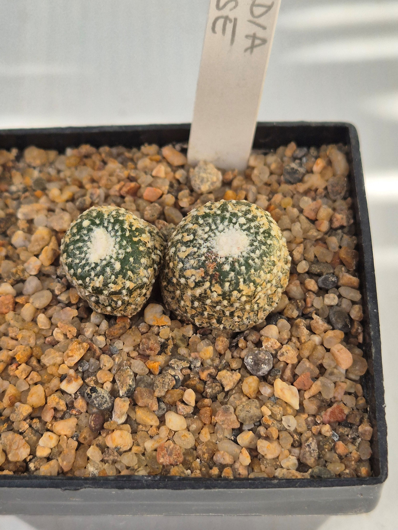 Blossfeldia Tominense