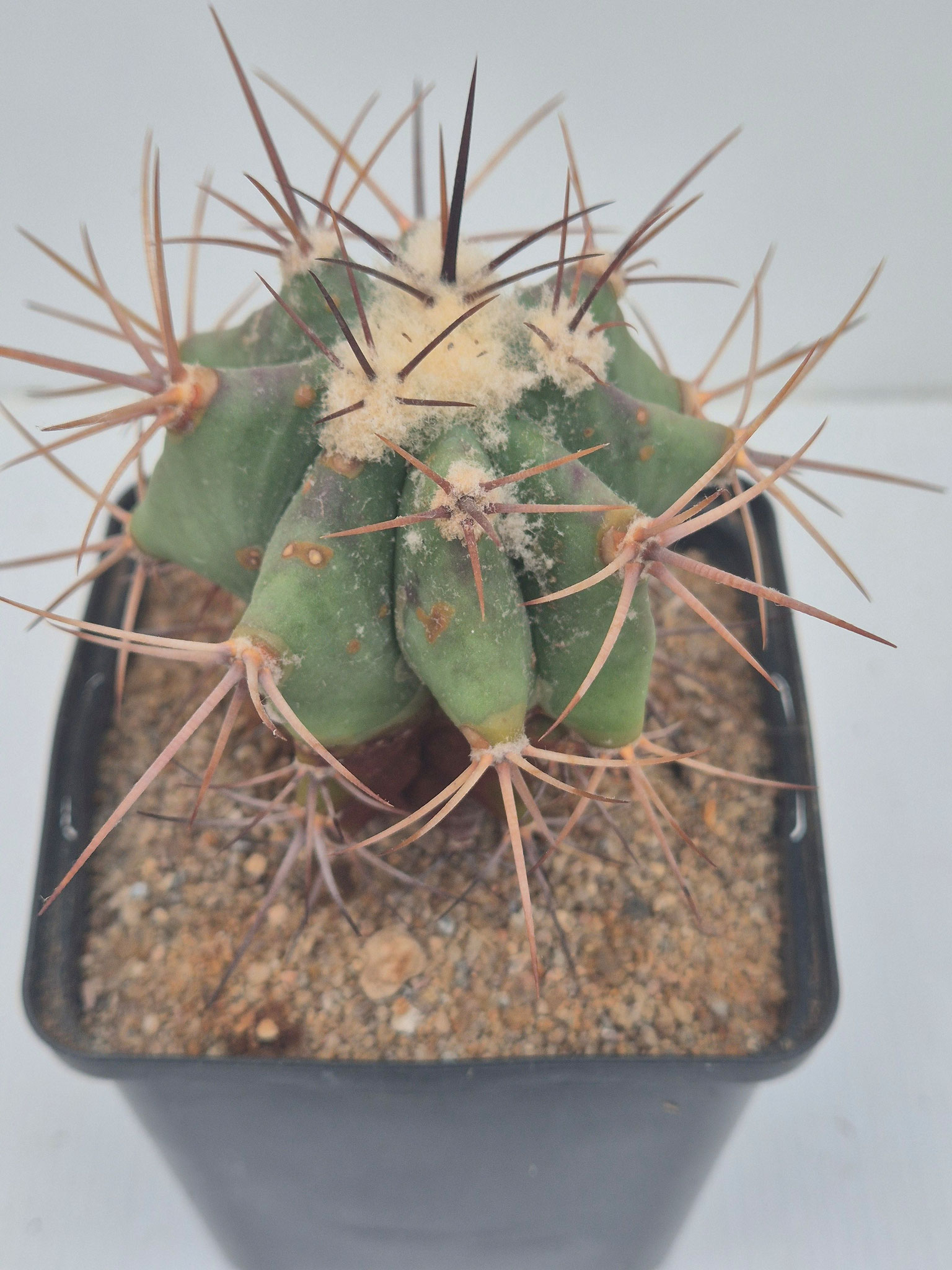  Echinocactus visnaga DS