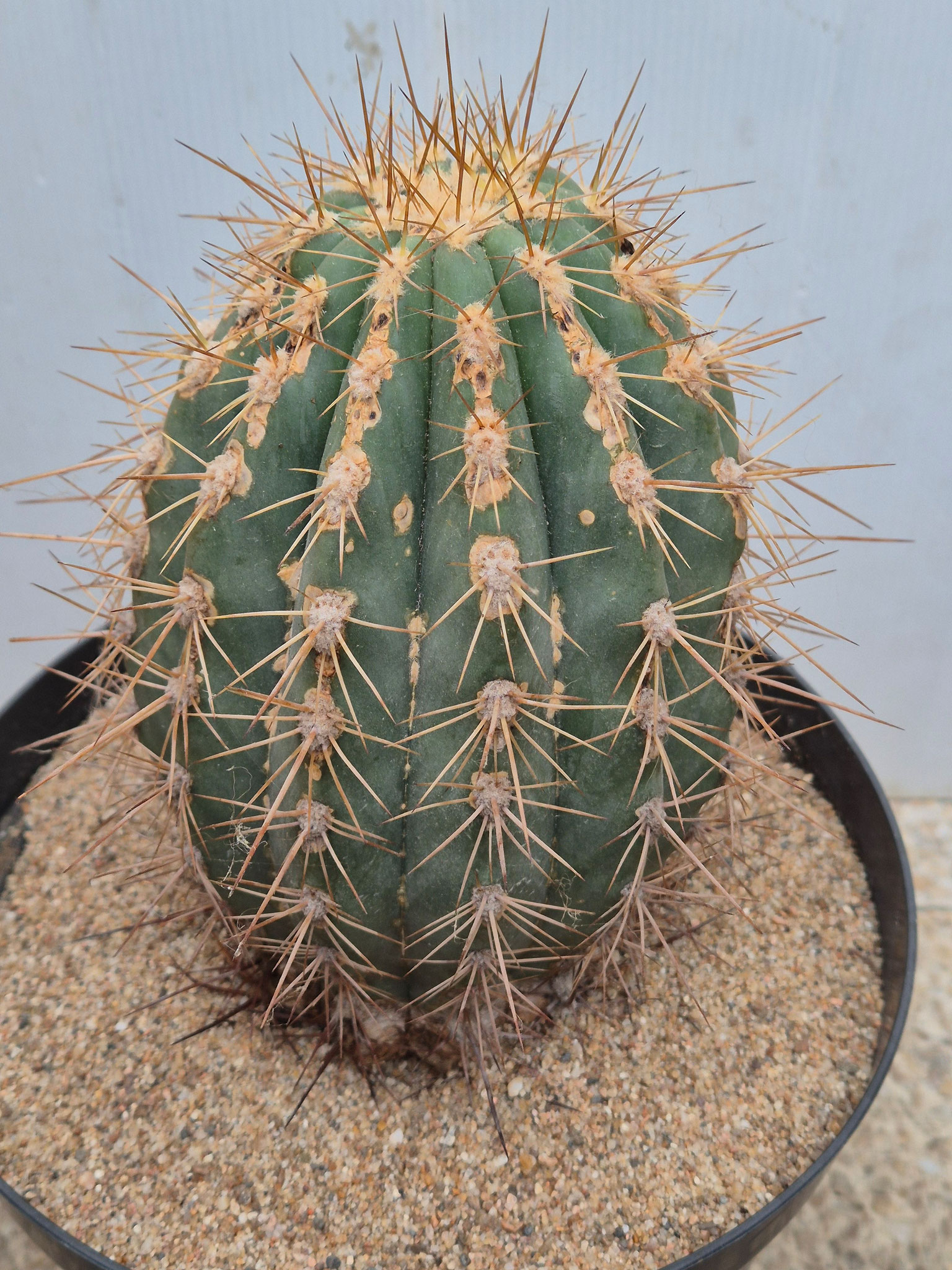 Echinopsis Atacamensis ssp, pasacana