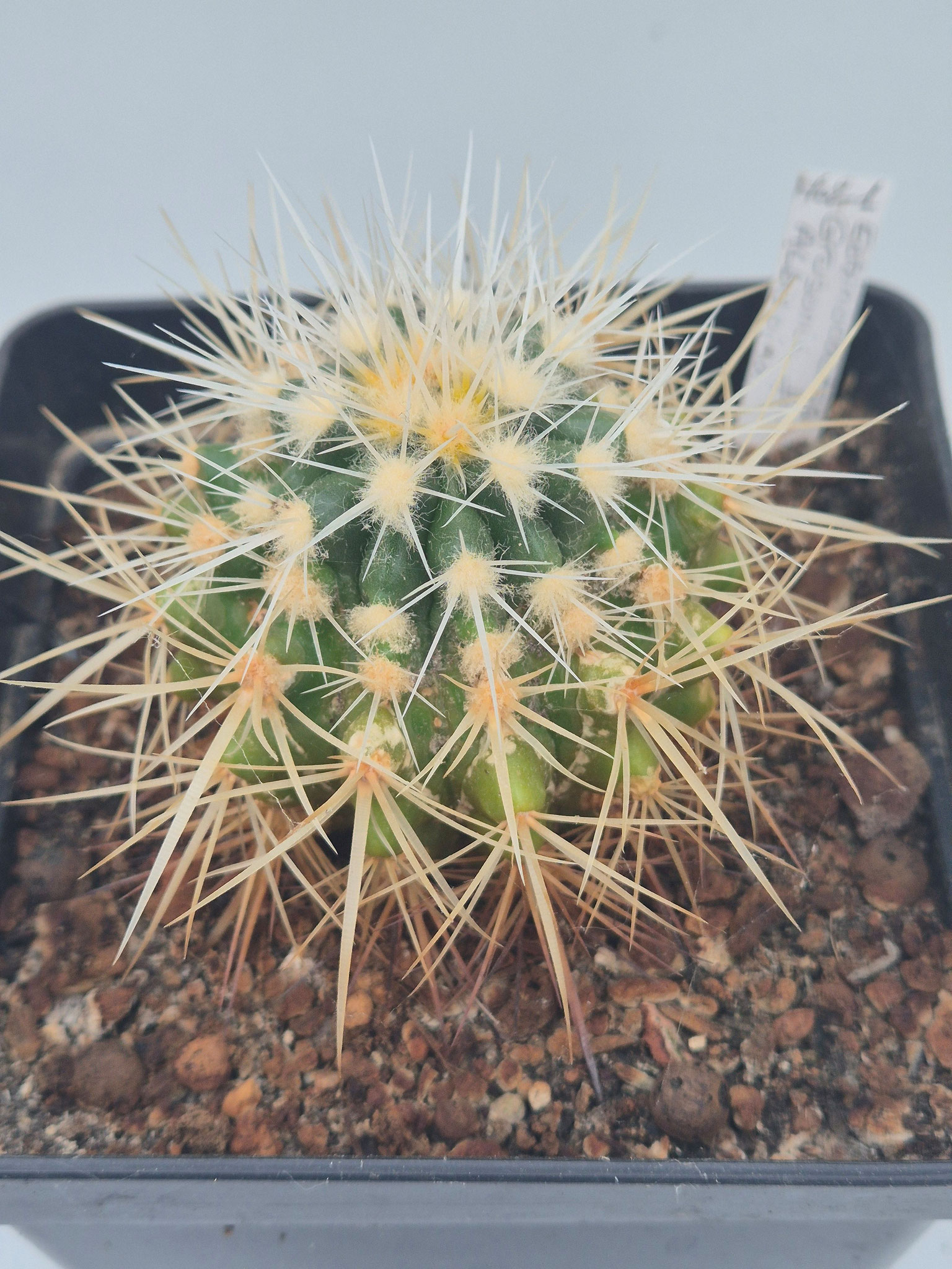 Echinocactus  Grusonii fa. albispina