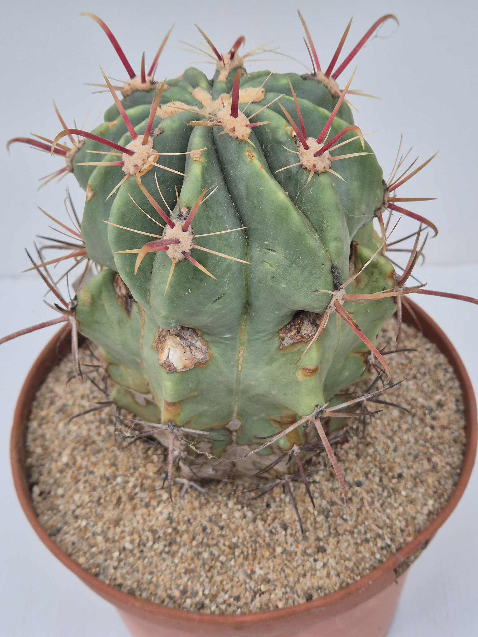 Ferocactus Emoryi ssp. rectispinus SB1700