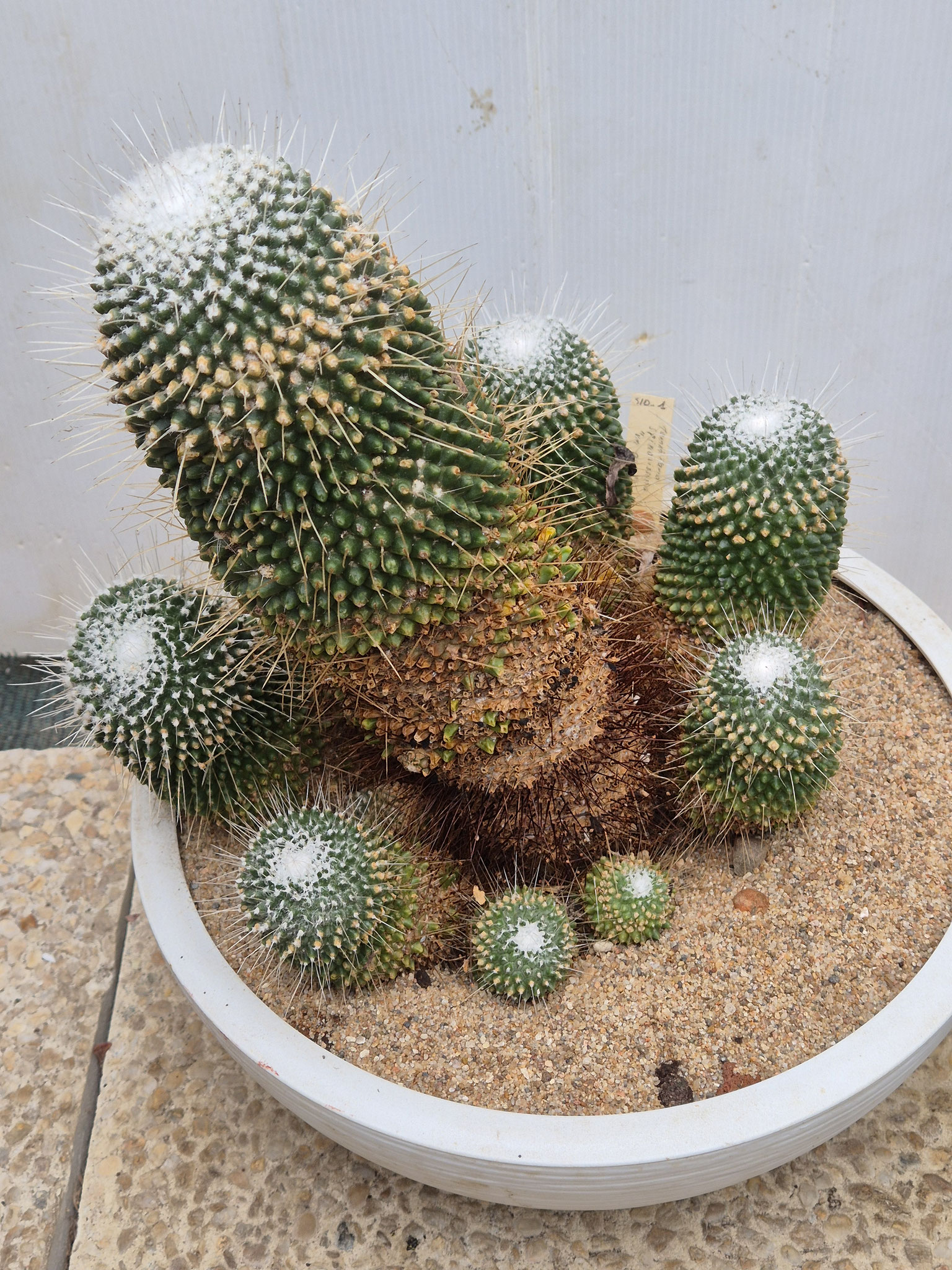 Mammillaria spinosissima