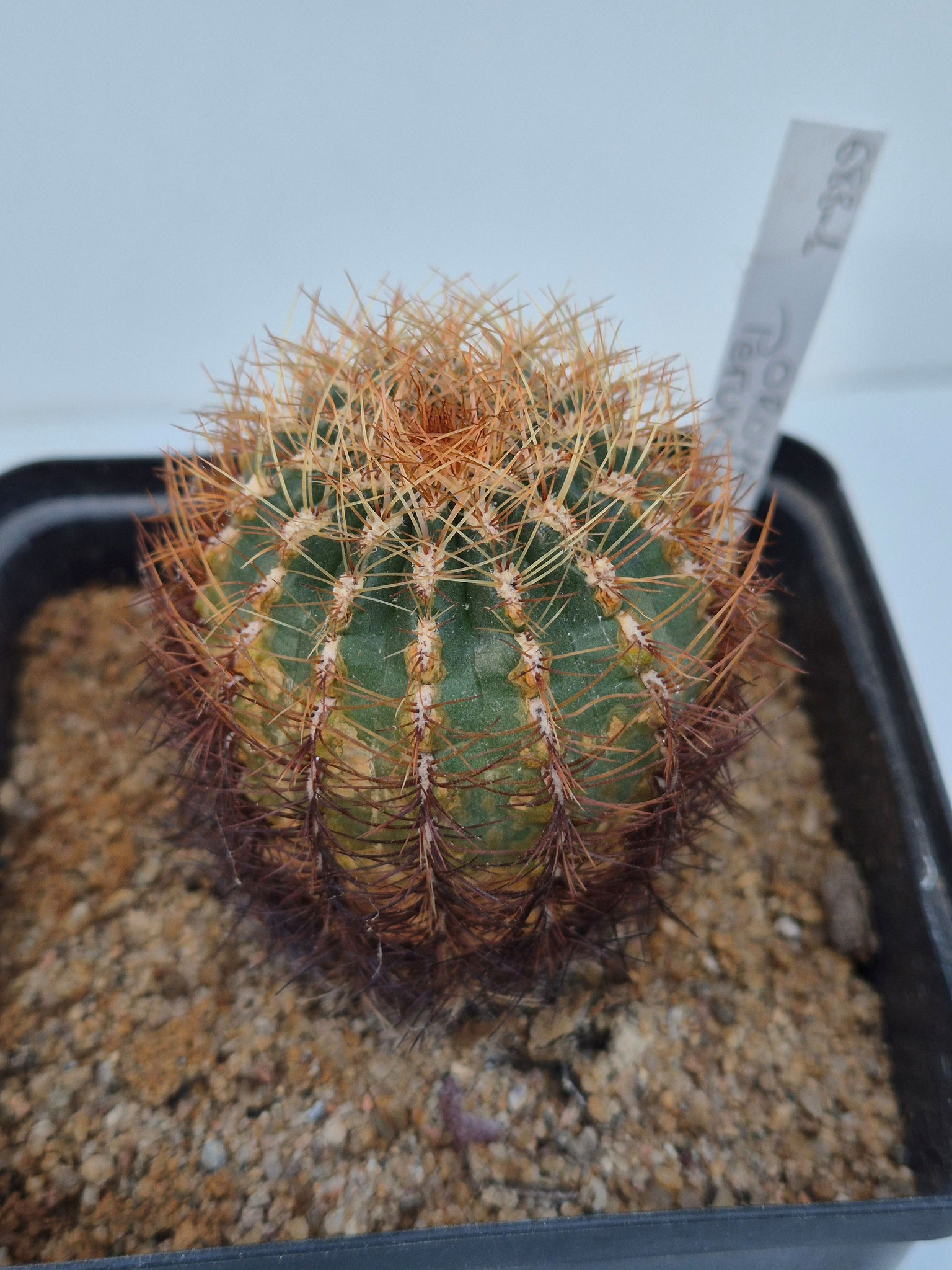 Oroya peruviana