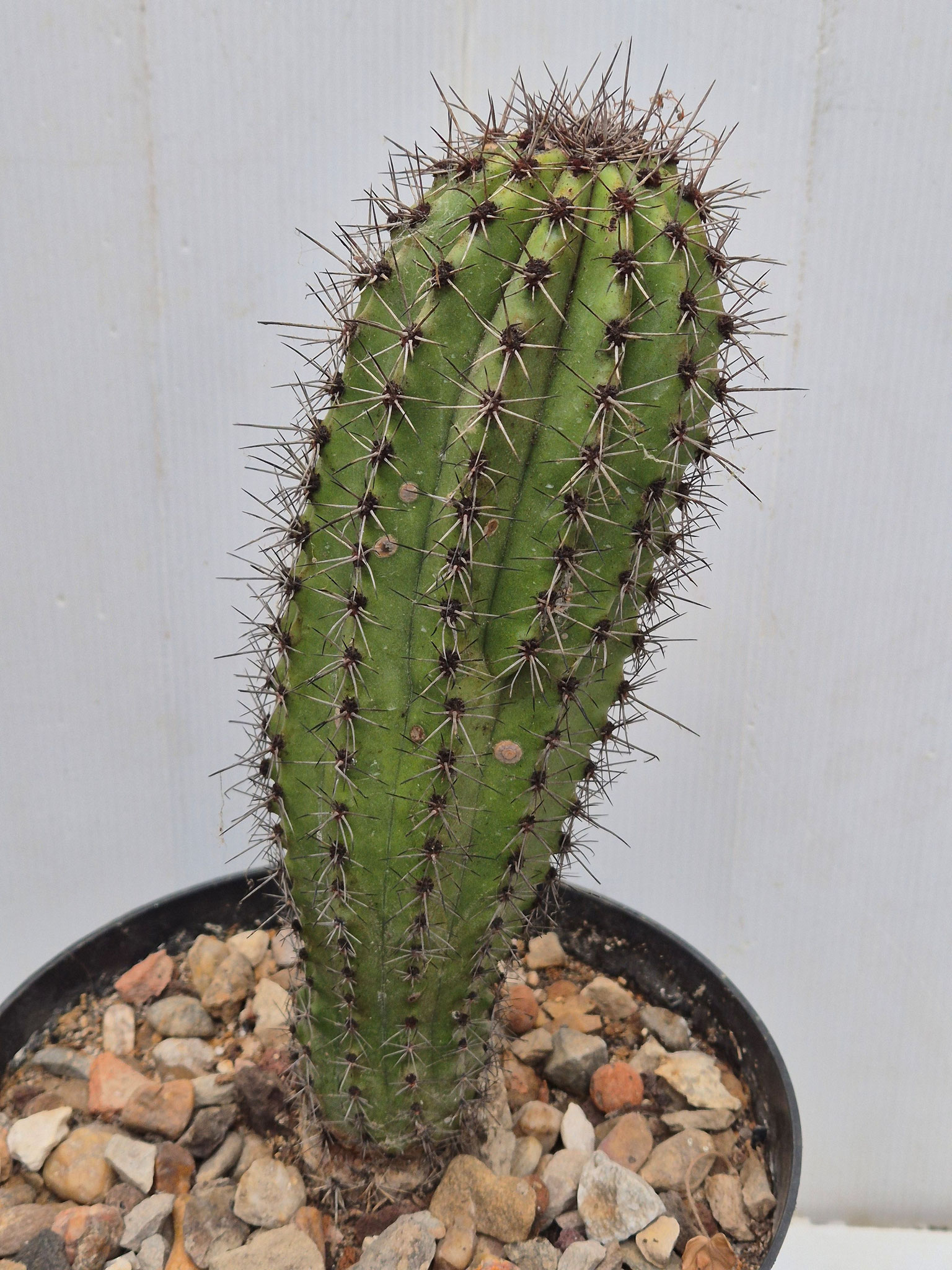 Stenocereus Thurberii