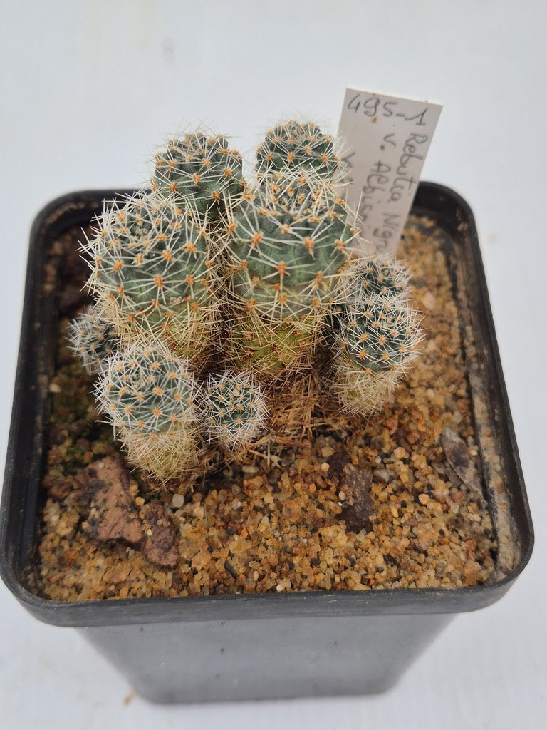  Rebutia Nigrilans v,albispina WR 771
