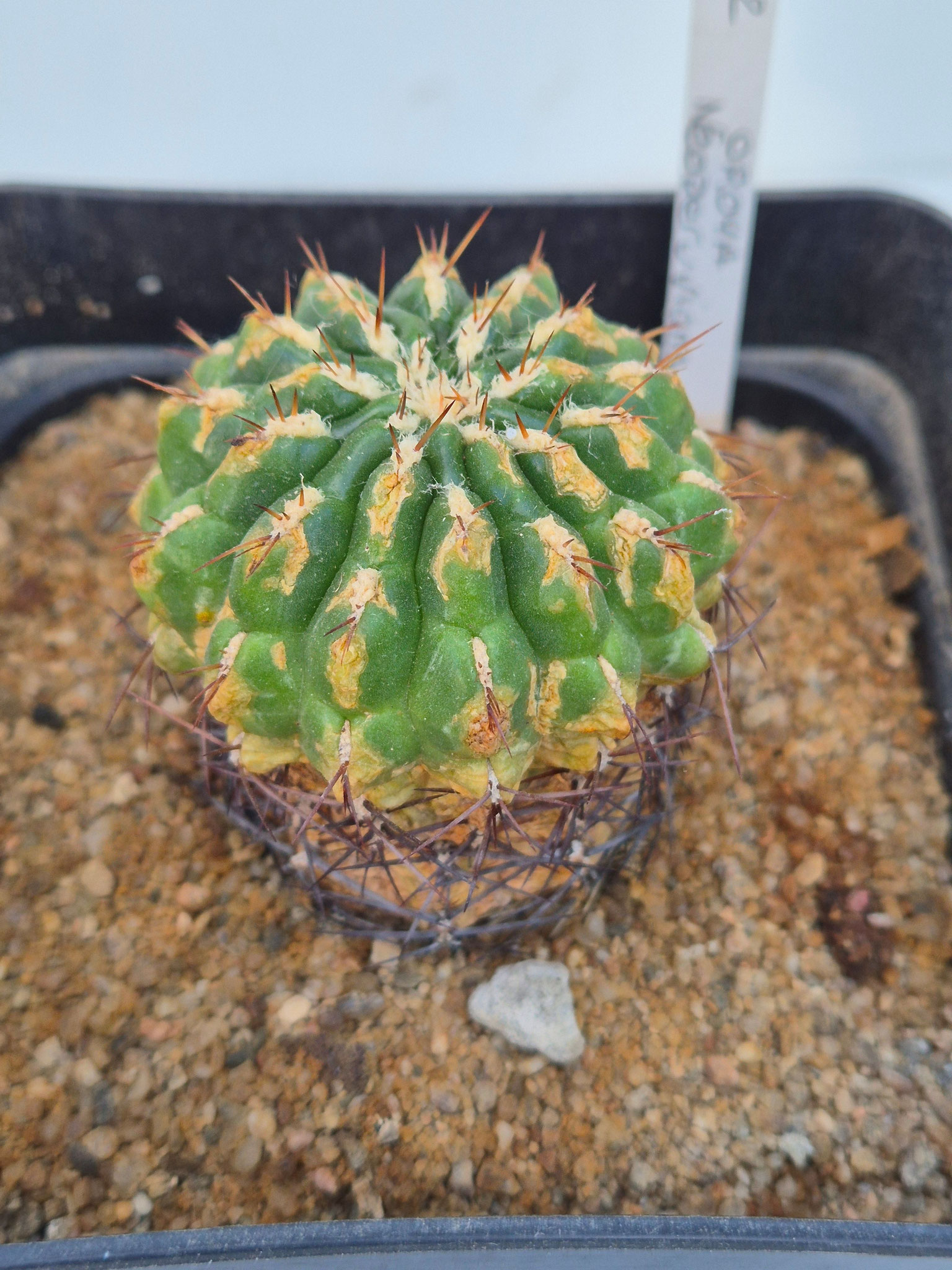 Oroya neoperuviana