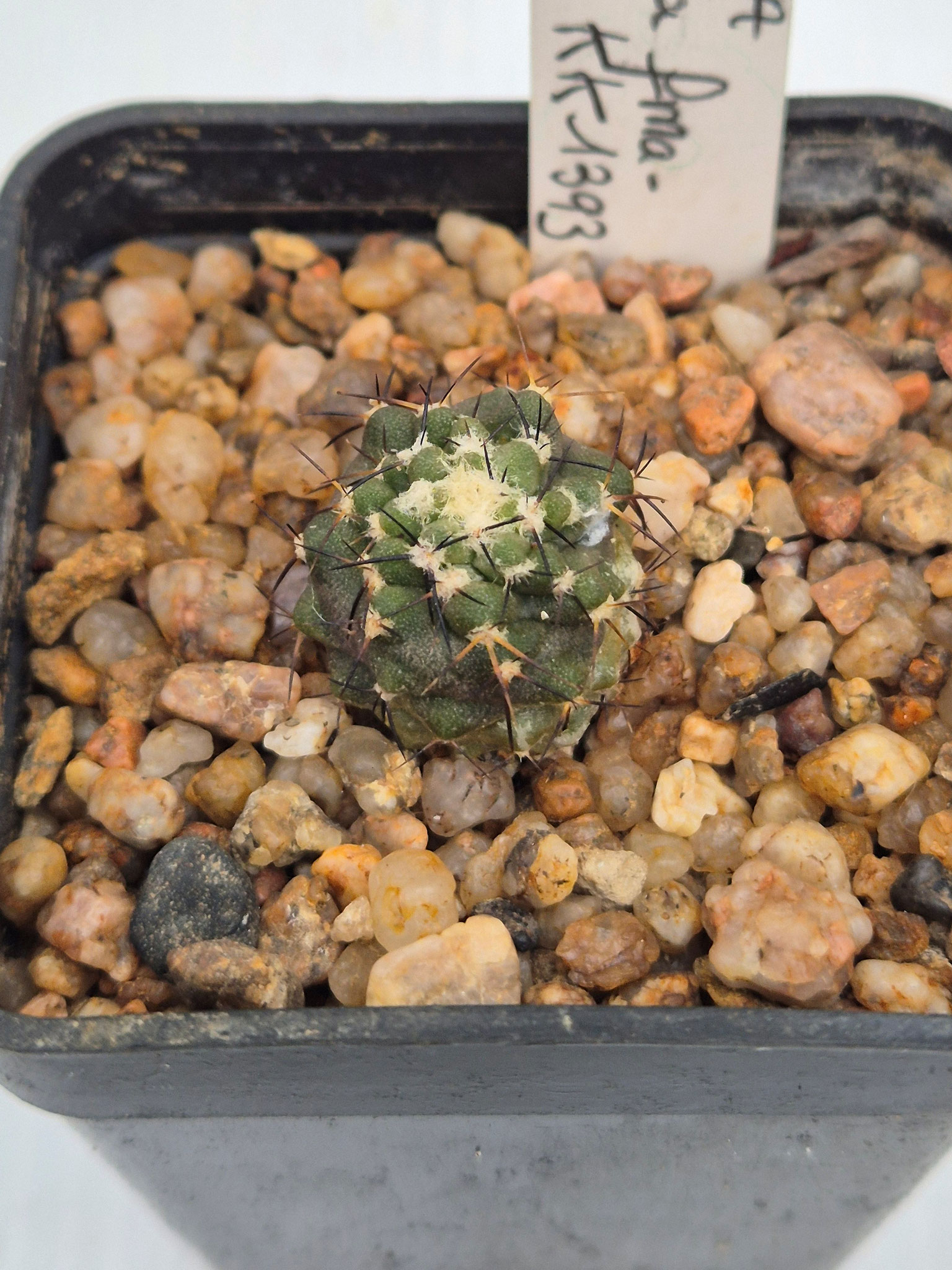 Copiapoa Calderana 'magnifica' KK_1393