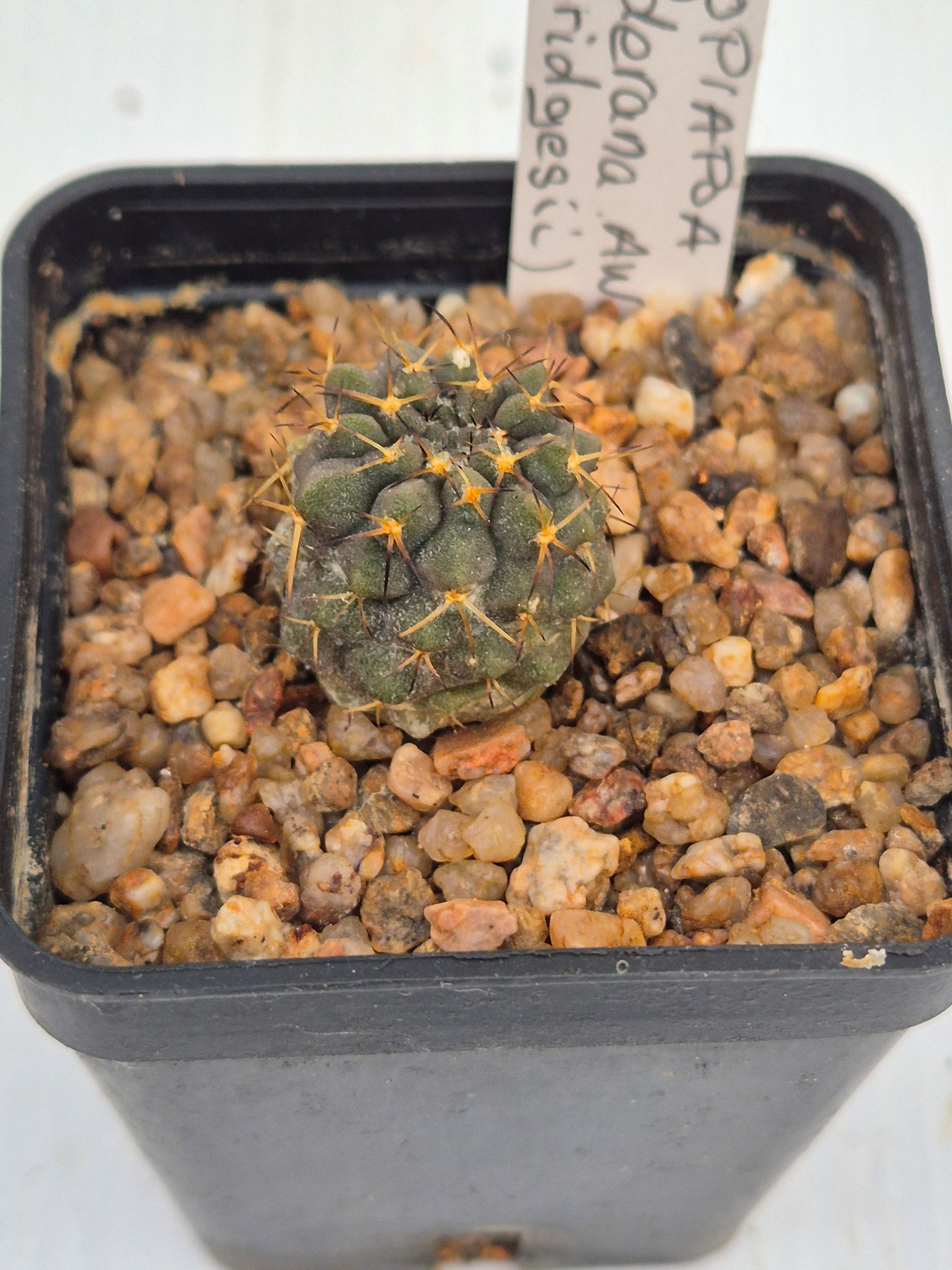 Copiapoa Calderana (bridgesii) AW101
