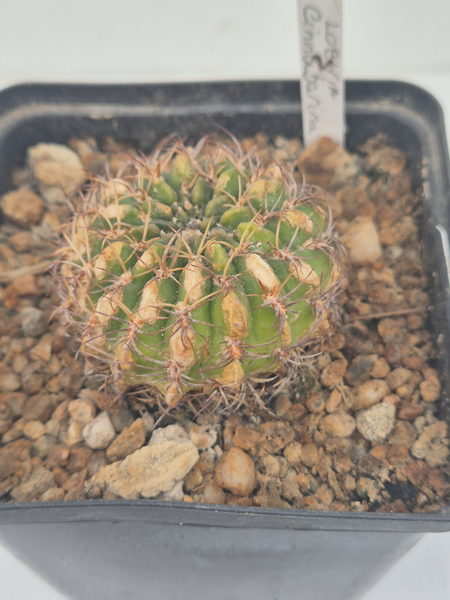 Lobivia Cinnabarina