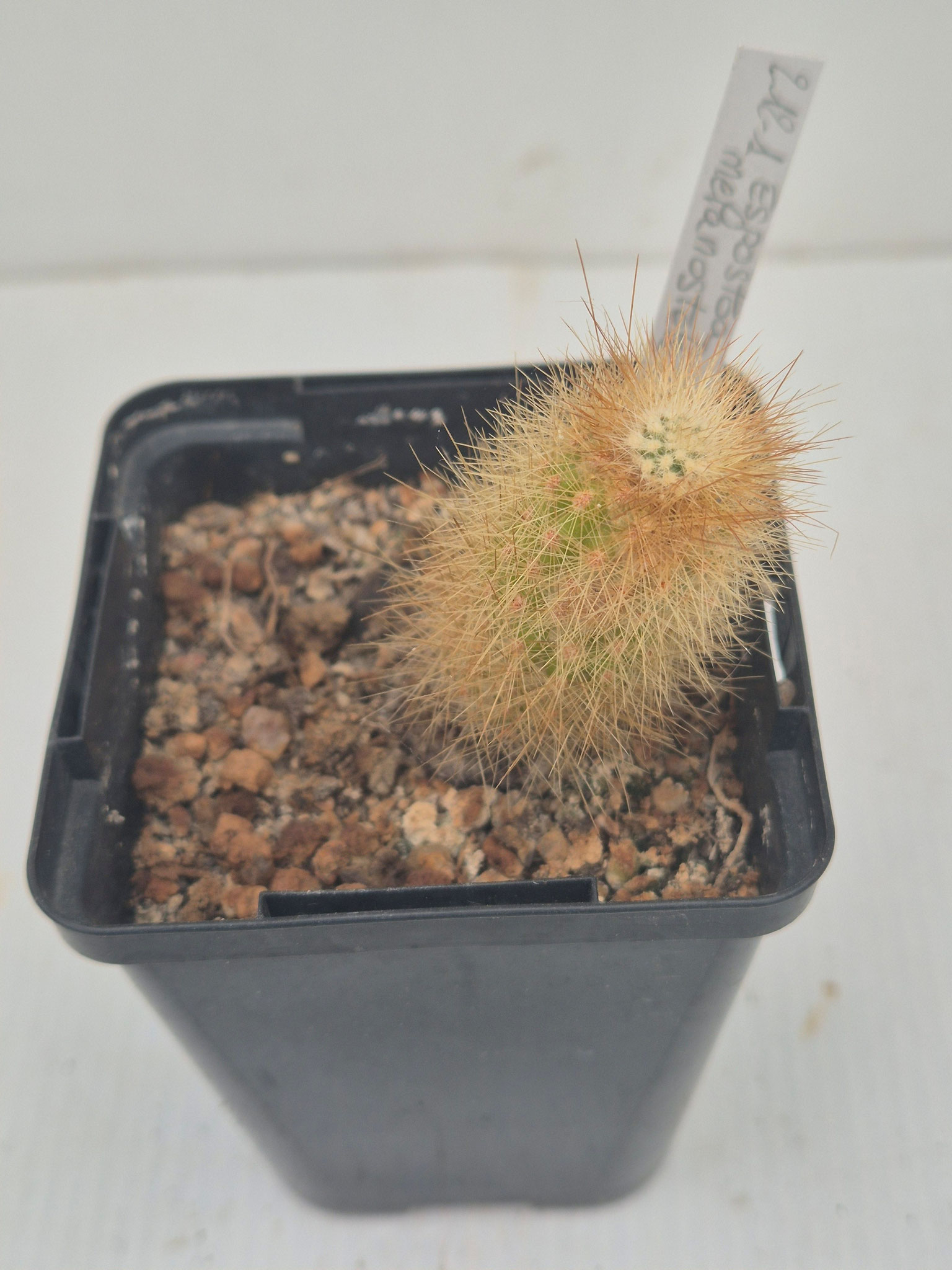 Espostoa Melanostele CS_301