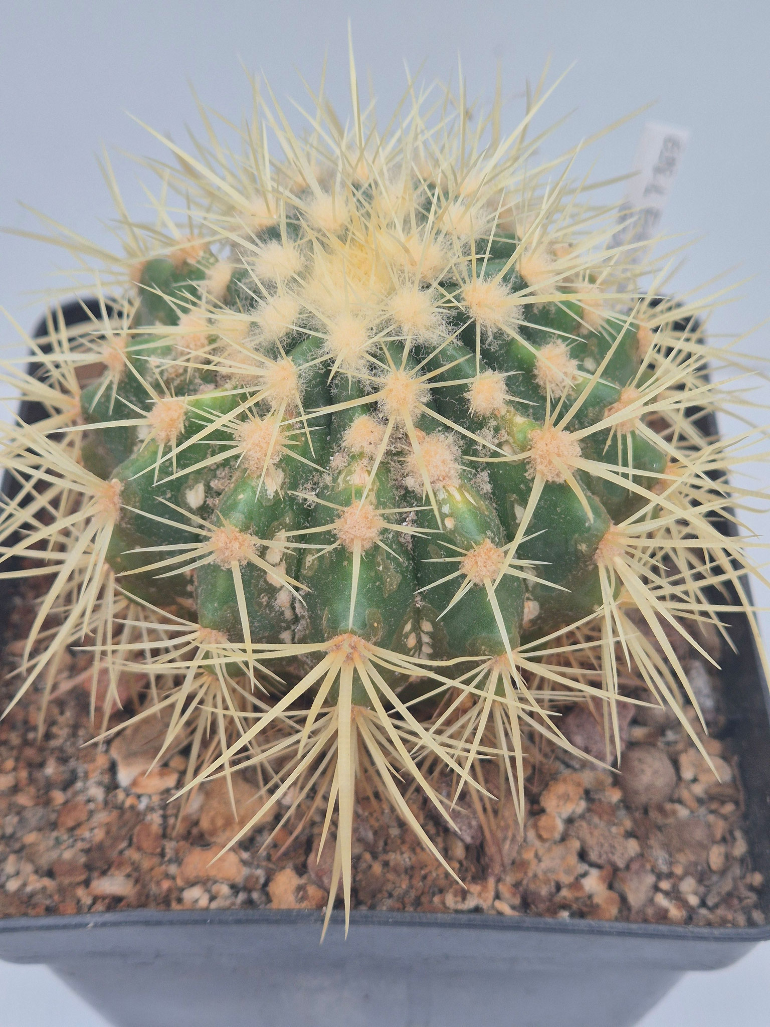 Echinocactus grusonii DS