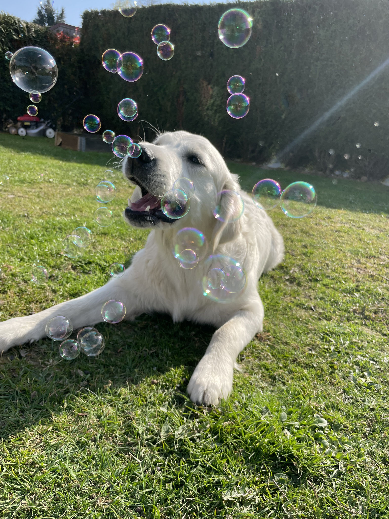 Summer Site de l'agence Dog Model