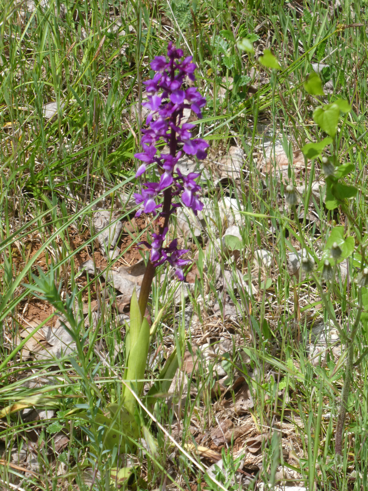 Orchis mâle