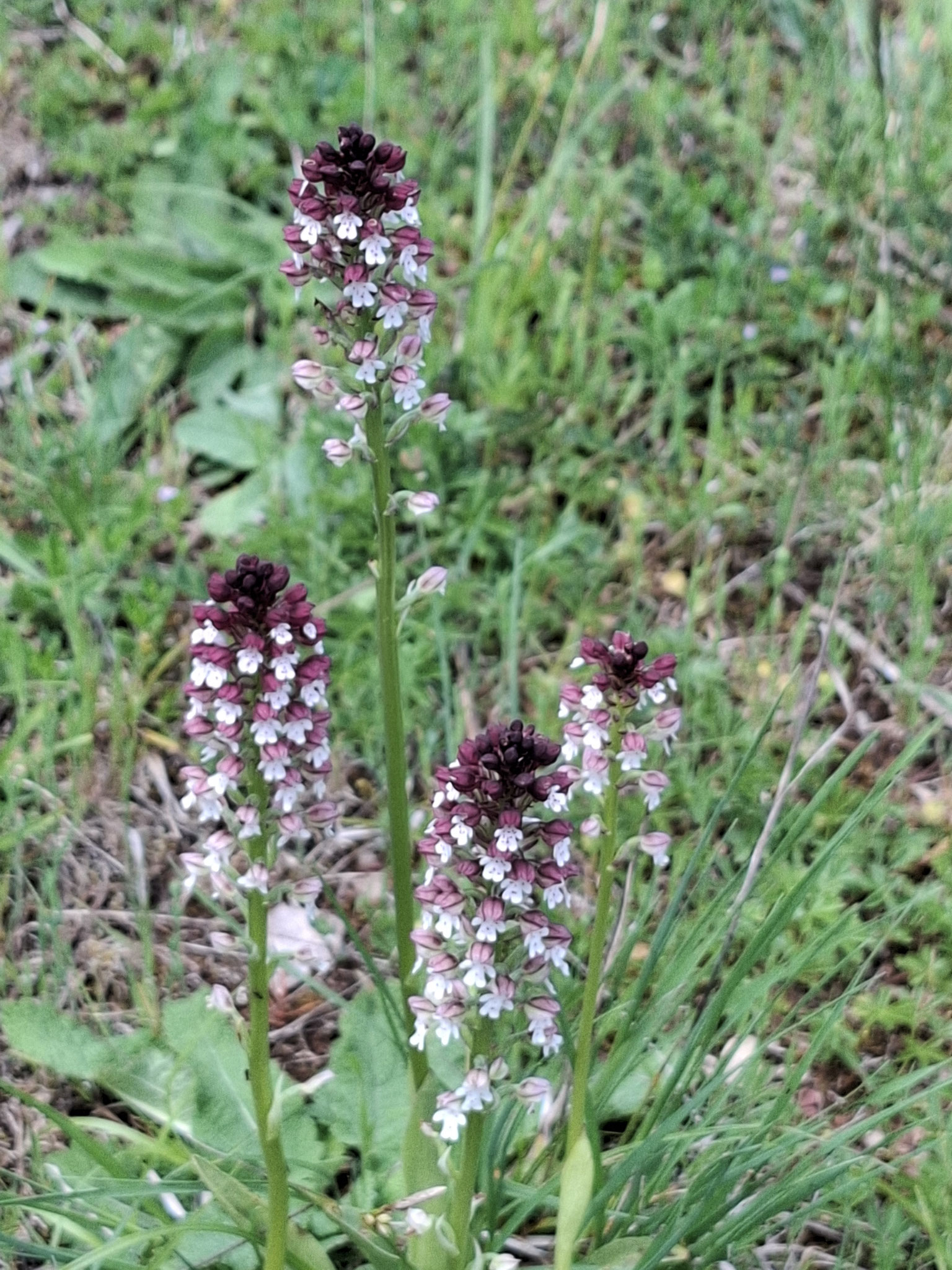 Orchis brûlées