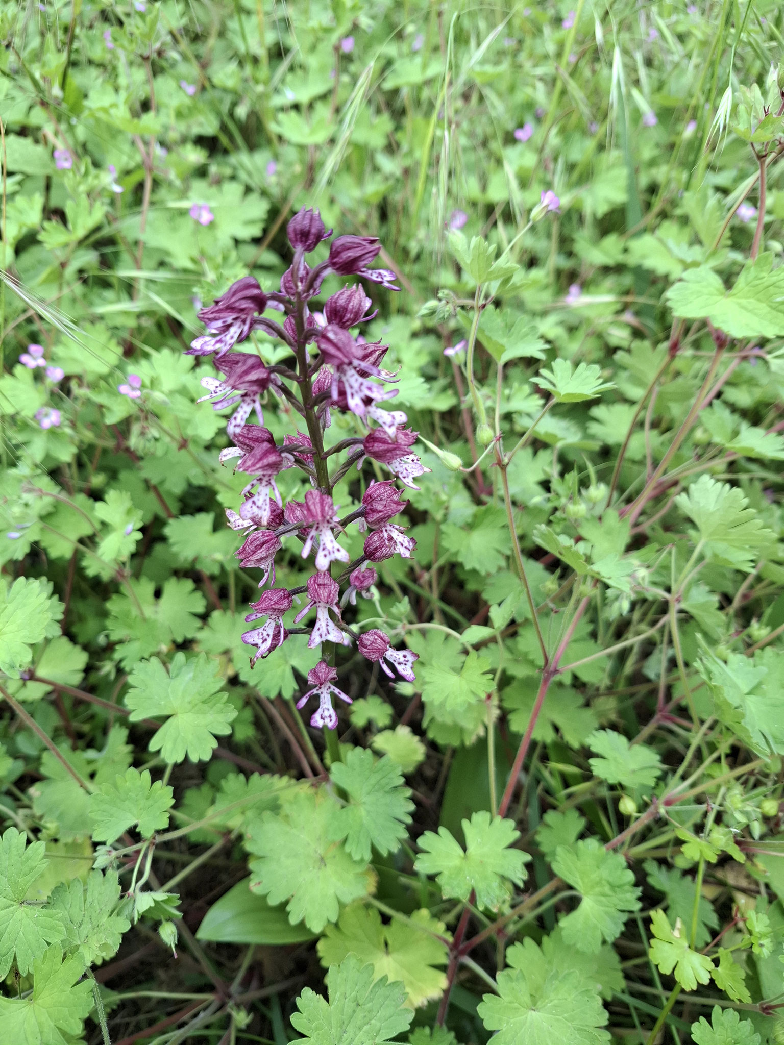 Orchis hybride