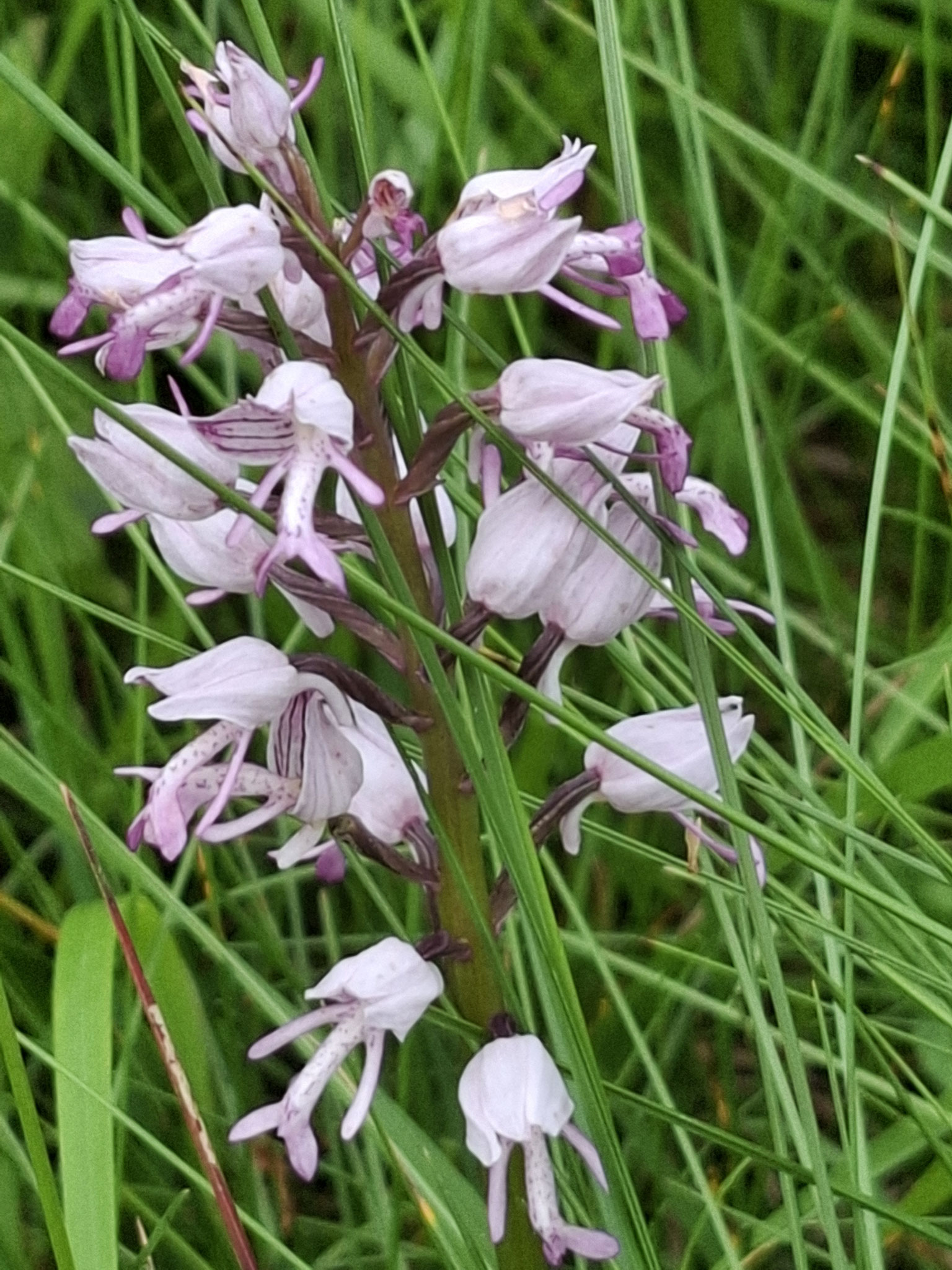 Orchis militaire