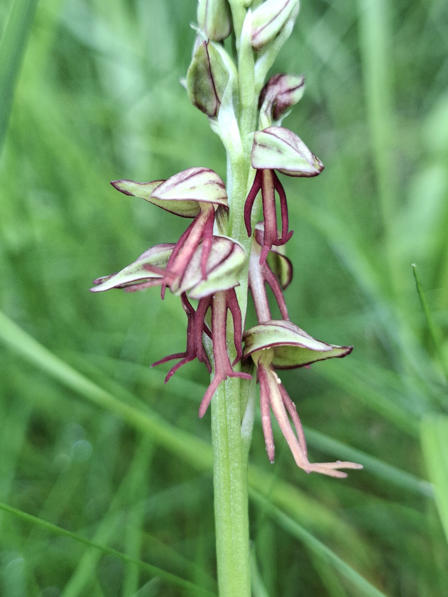 Orchis homme pendu