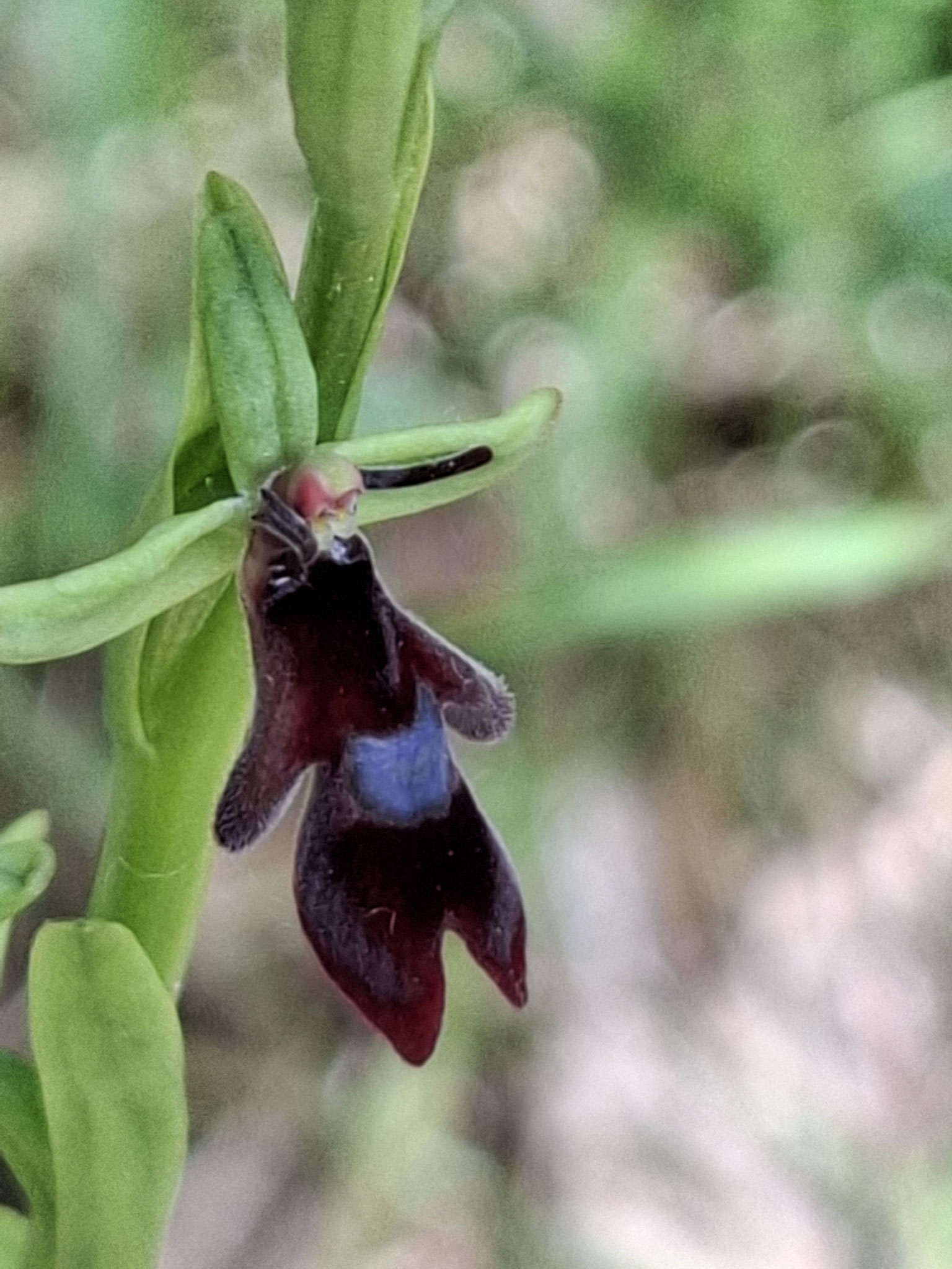 Ophrys mouche
