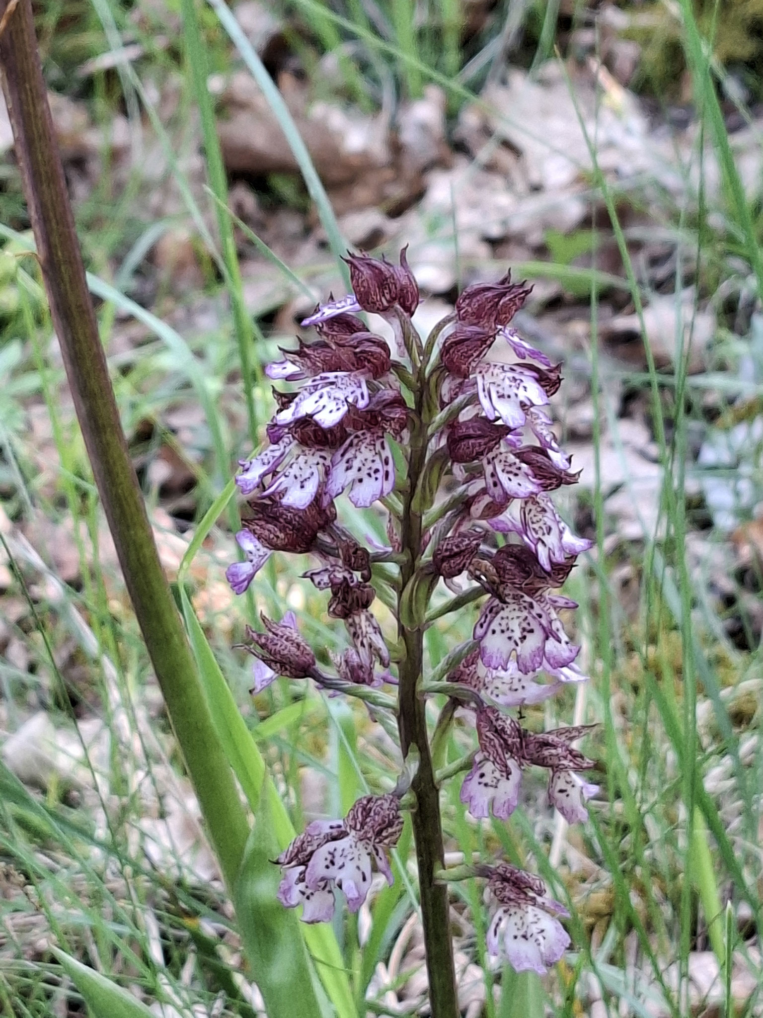 Orchis pourpre