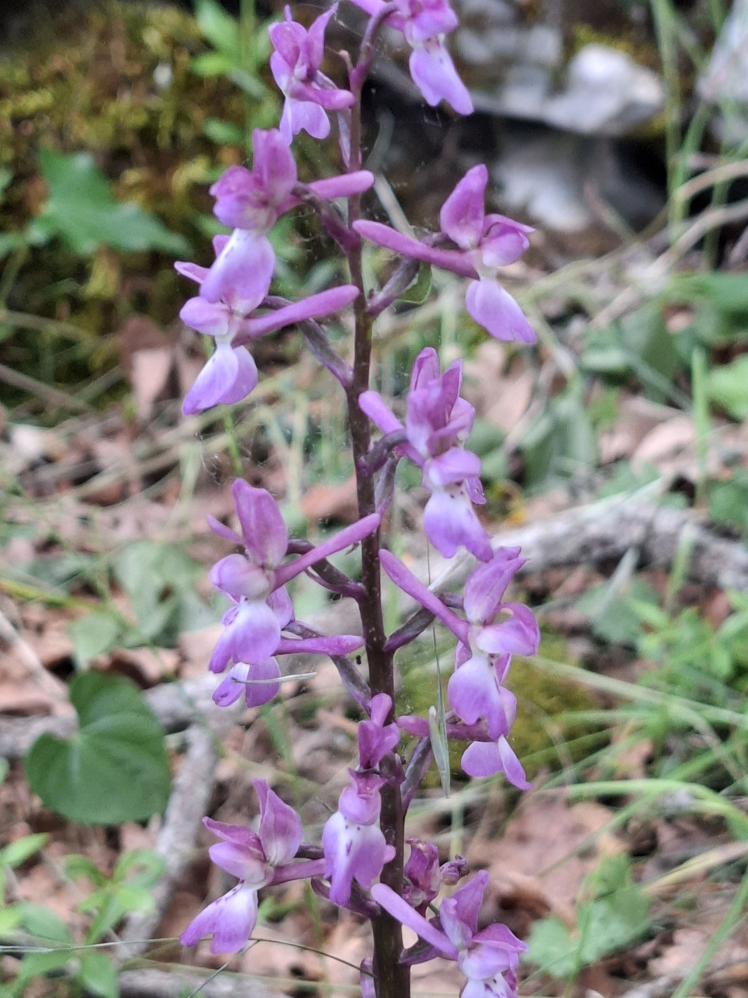 Orchis morio-bouffon