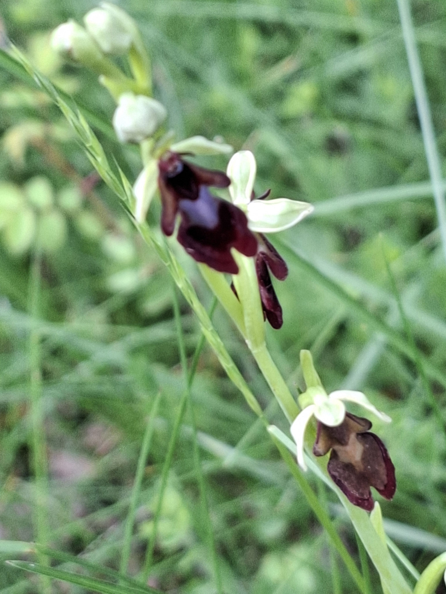 Ophrys mouche