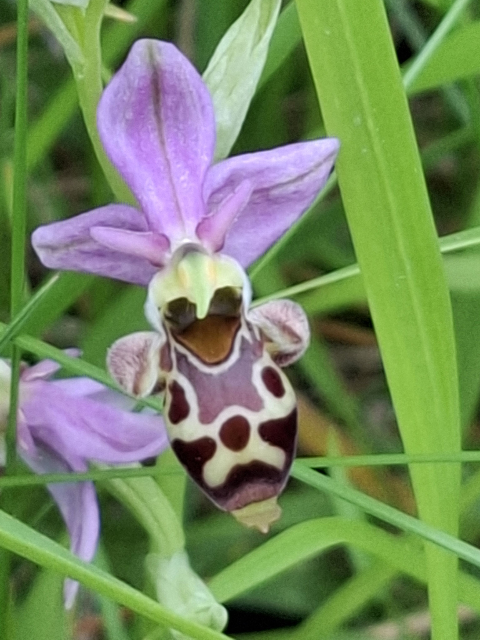 Ophrys bécasse