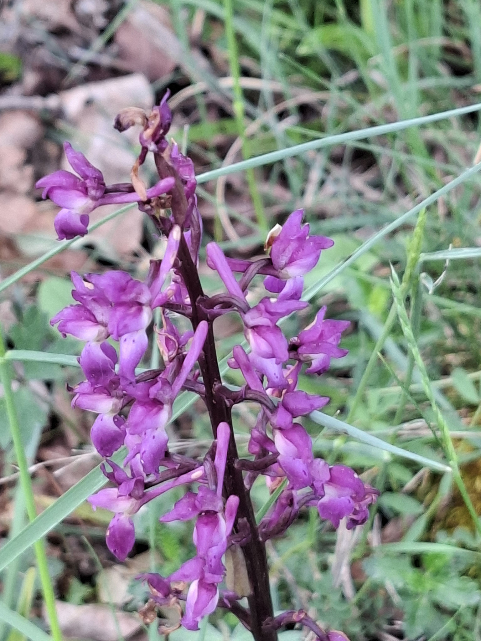 Orchis mâle