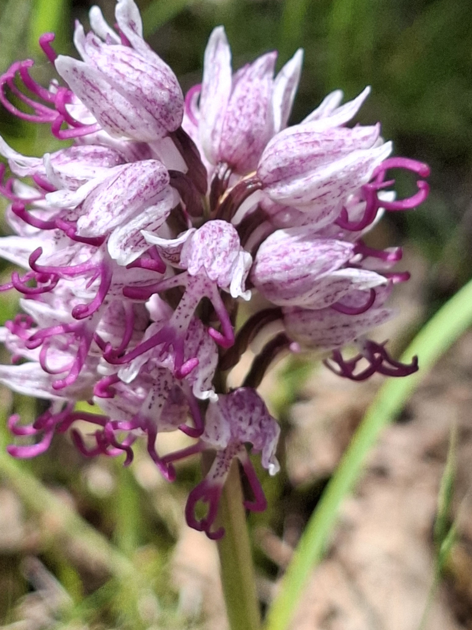 Orchis singe