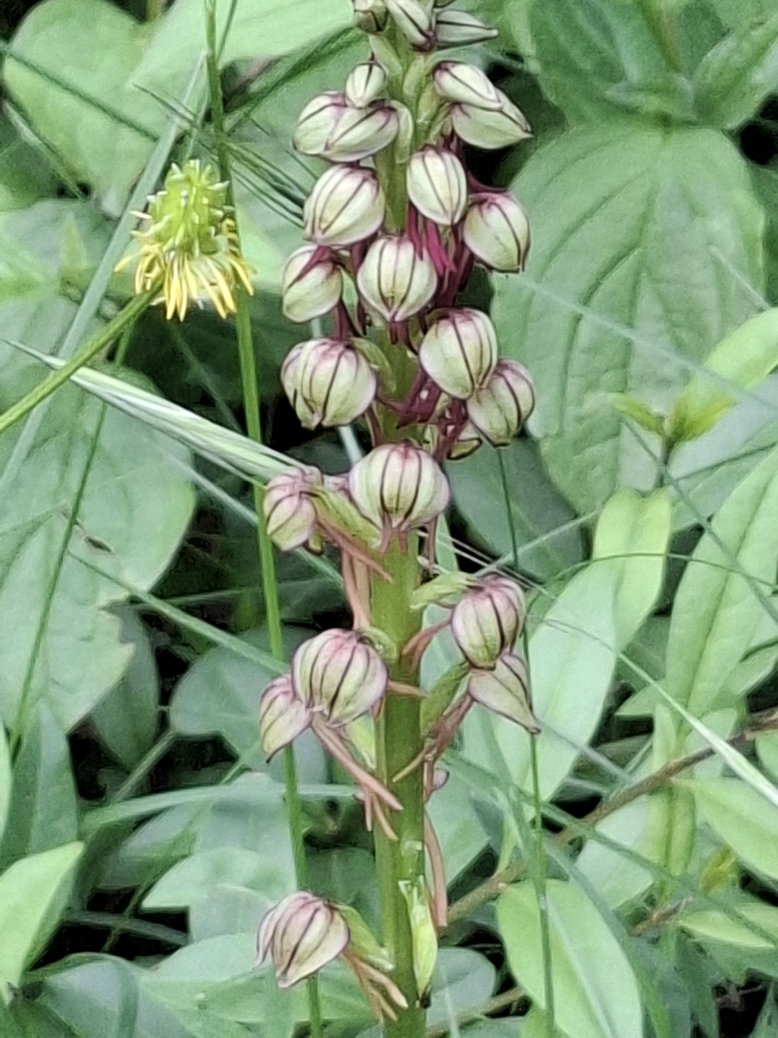 Orchis homme pendu