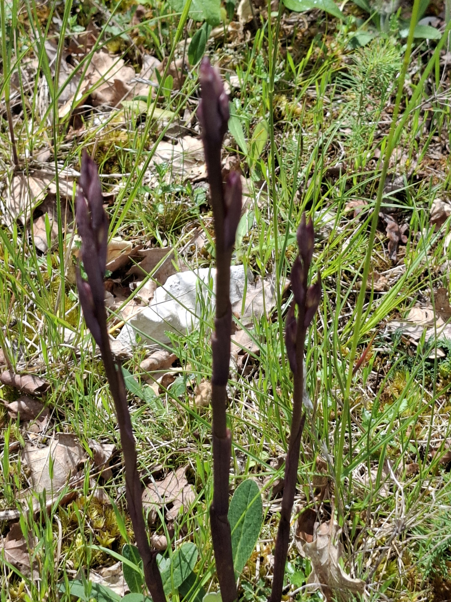 Limodore à feuilles avortées