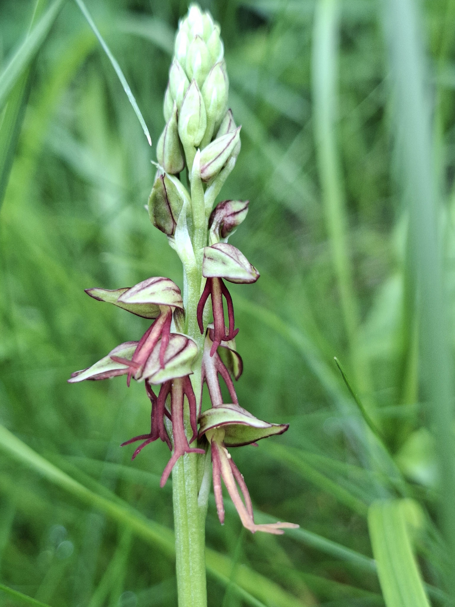 Orchis homme pendu