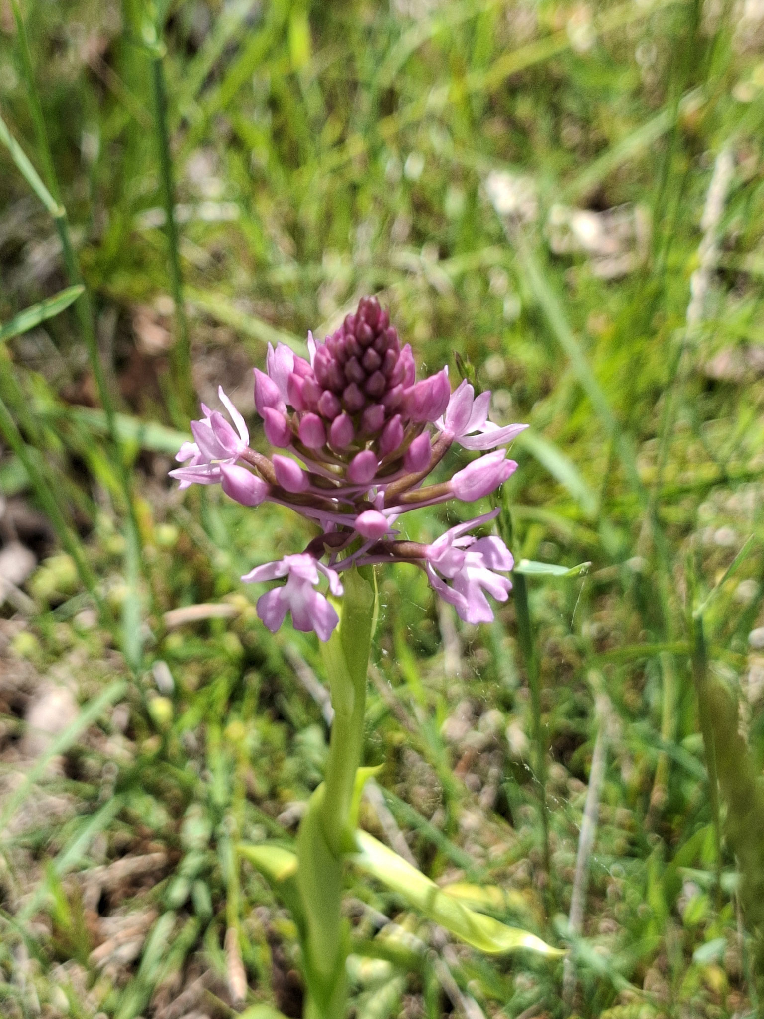 Orchis pyramidale (en devenir)