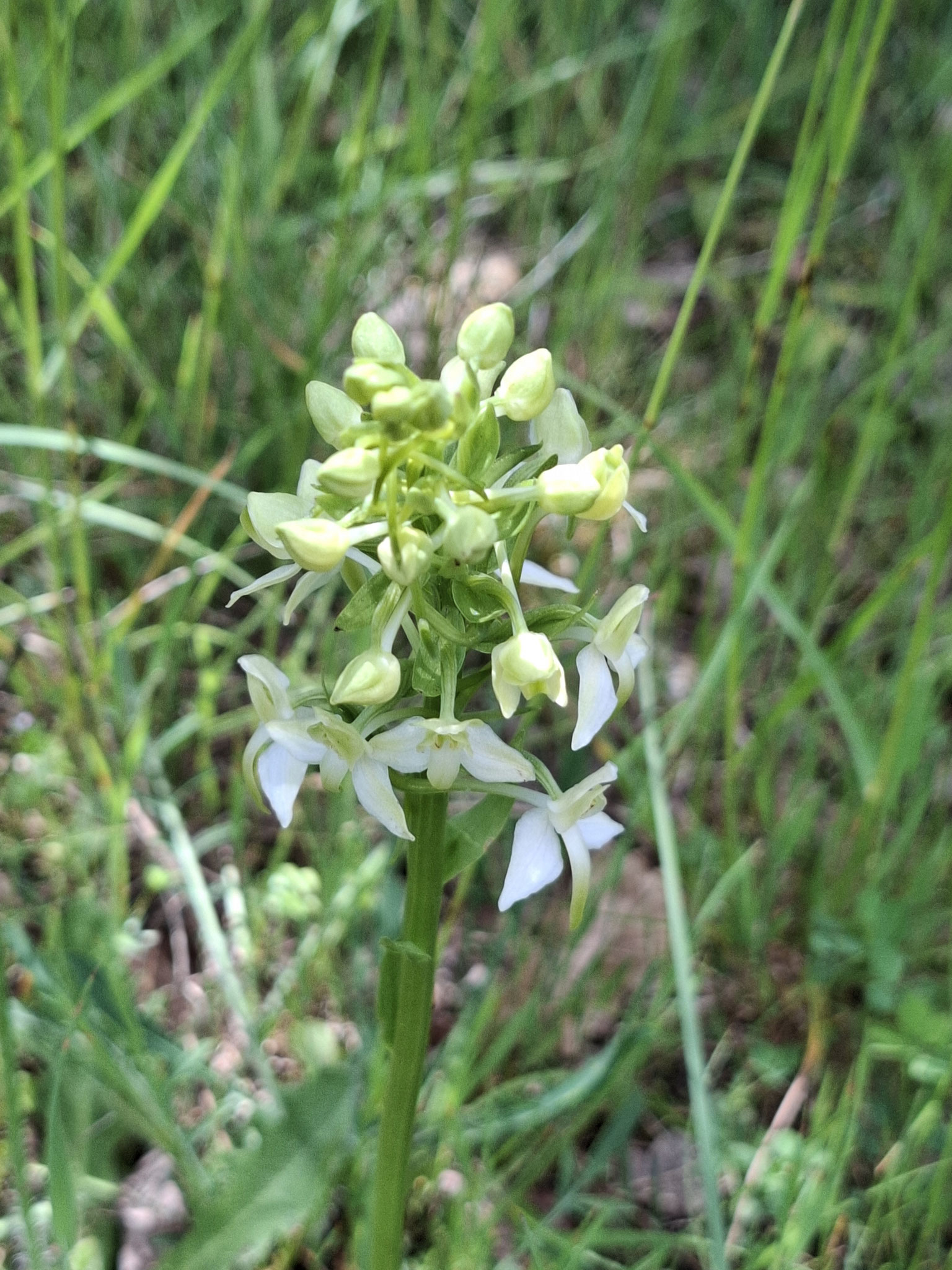 Orchis verdâtre (en devenir)