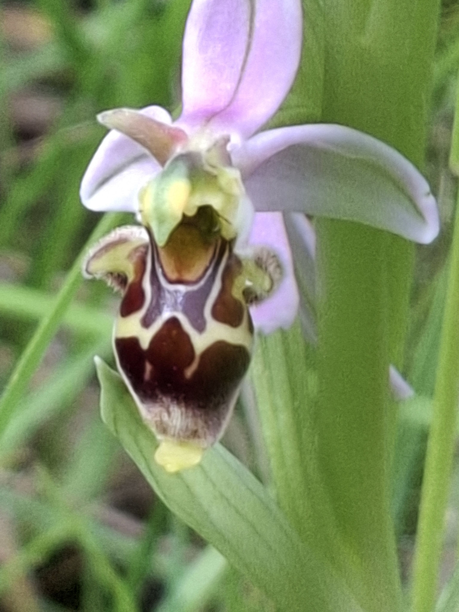 Ophrys bécasse
