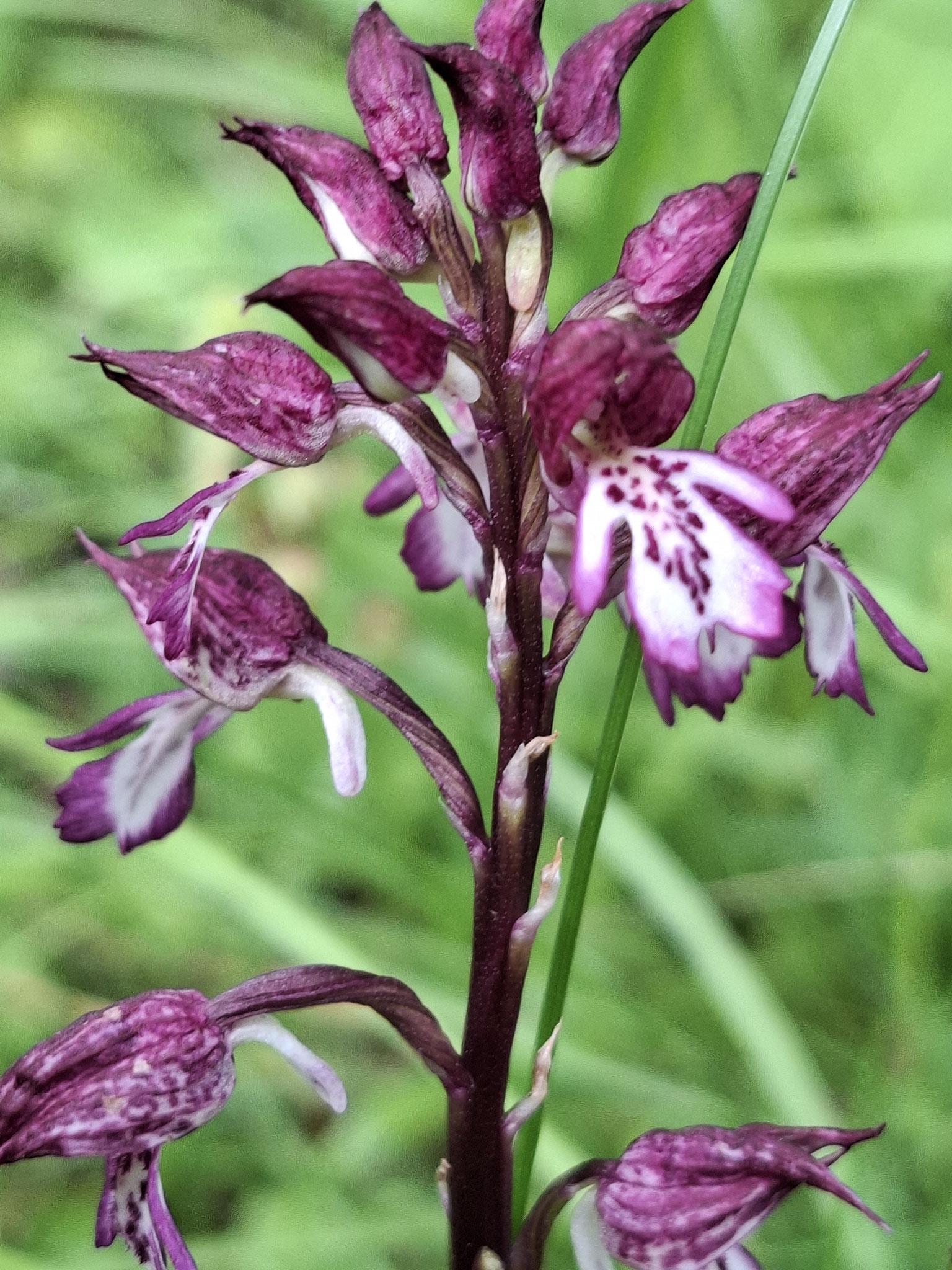 Orchis hybride