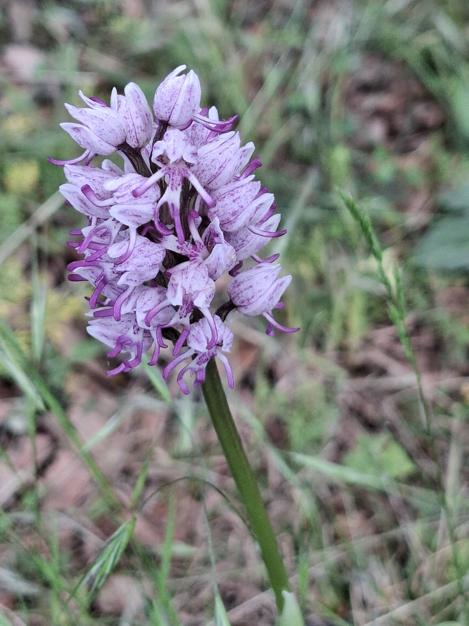 Orchis singe