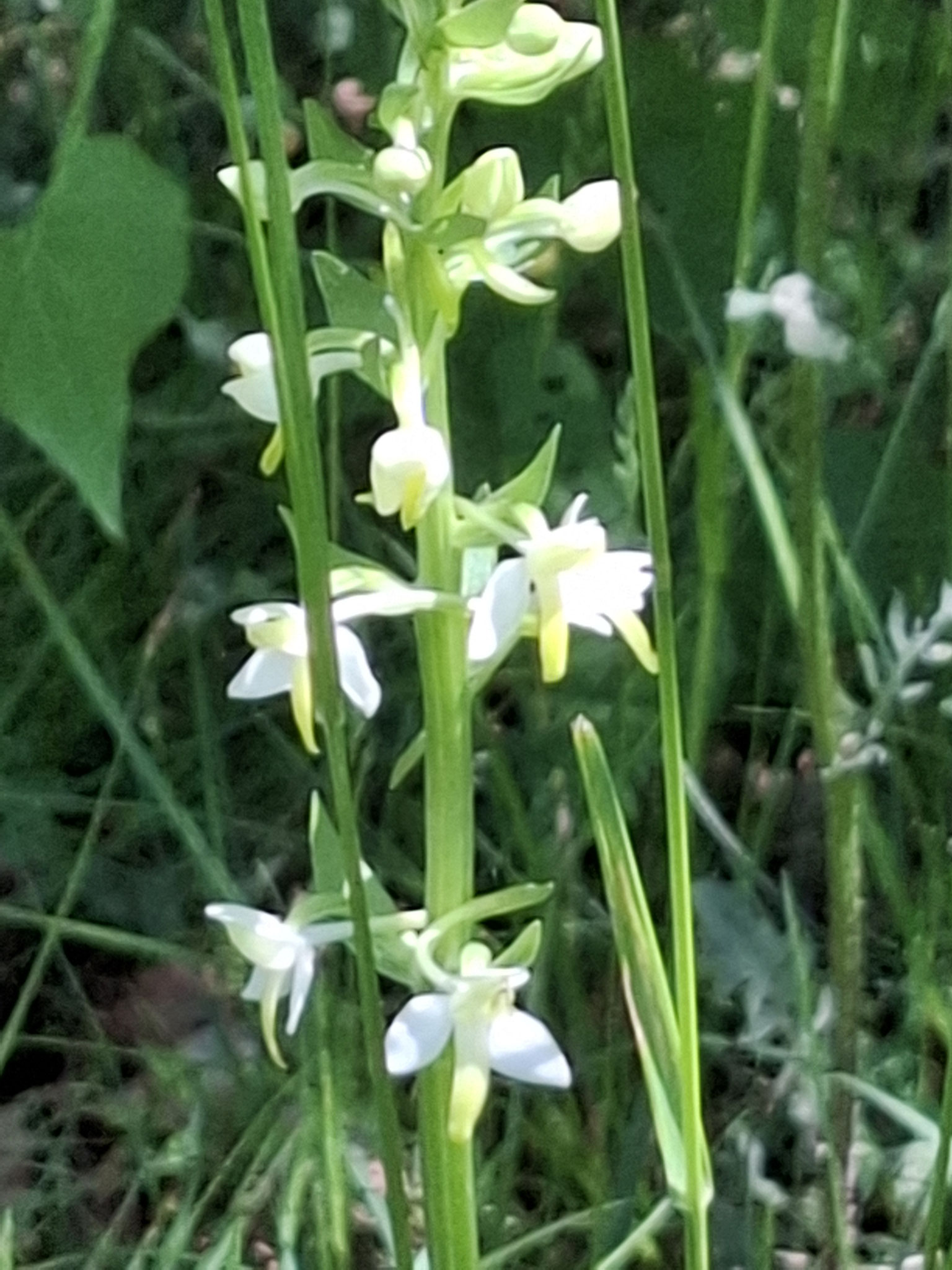 Orchis verdâtre
