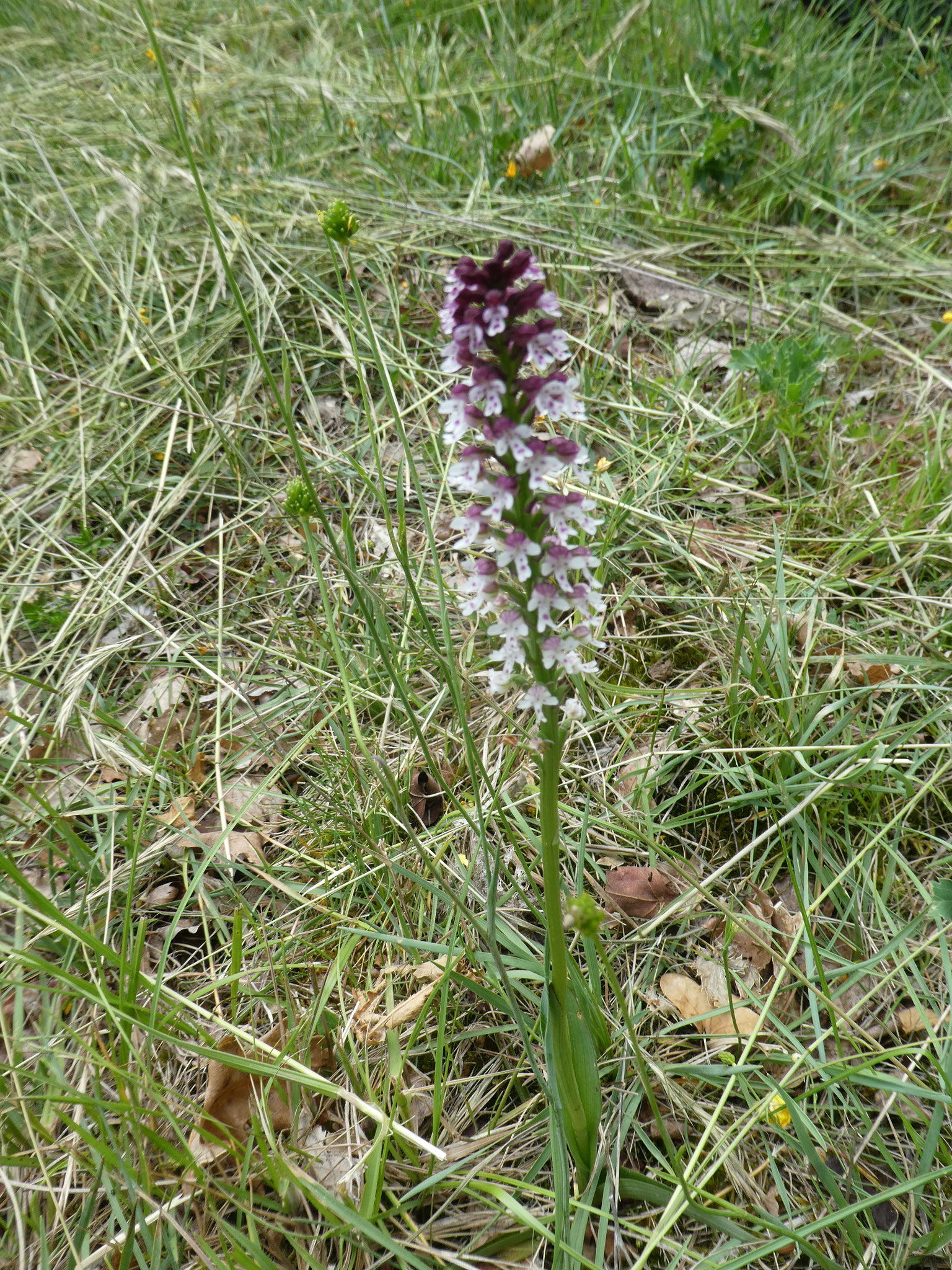 Orchis brûlée