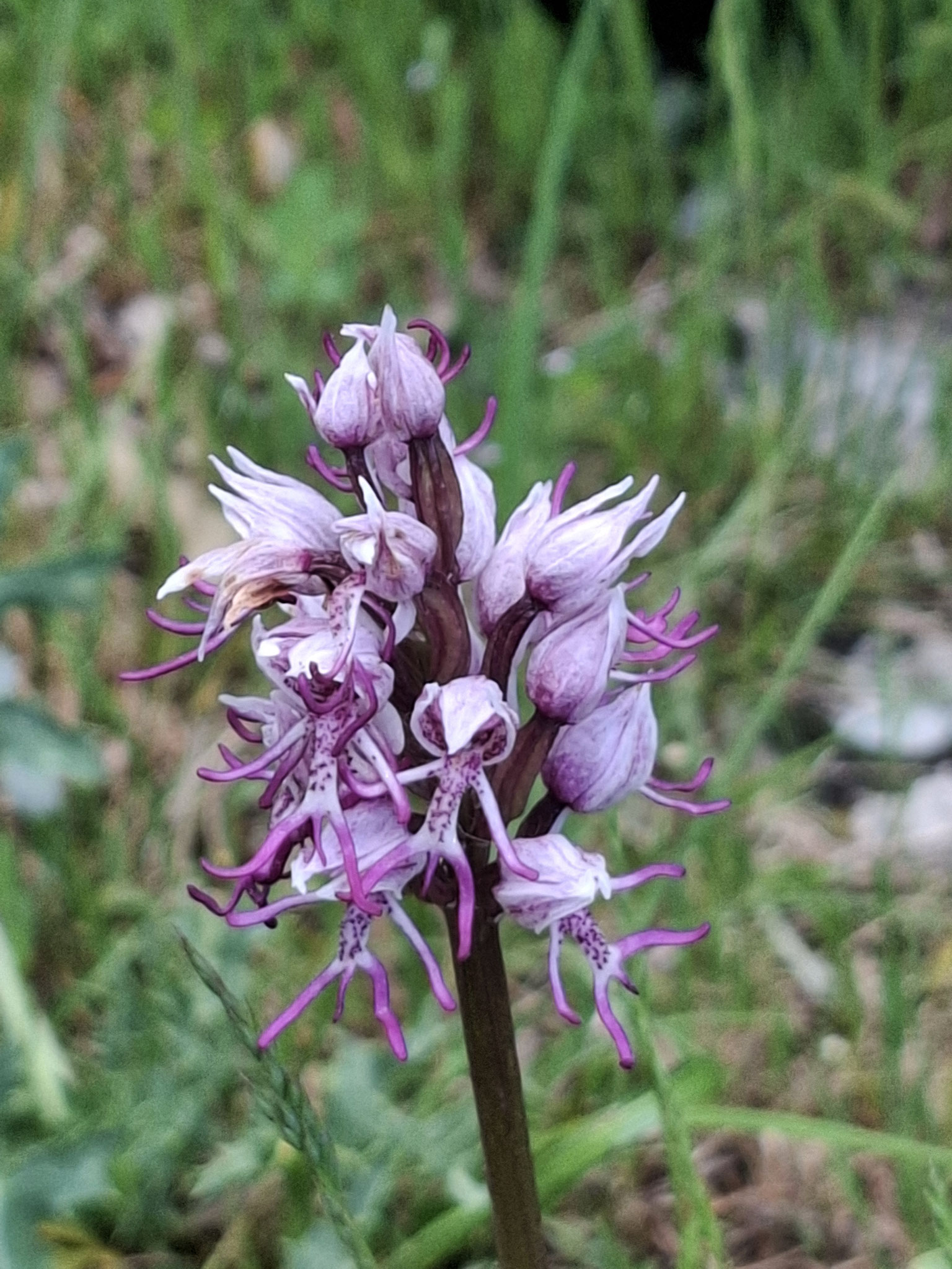 Orchis singe