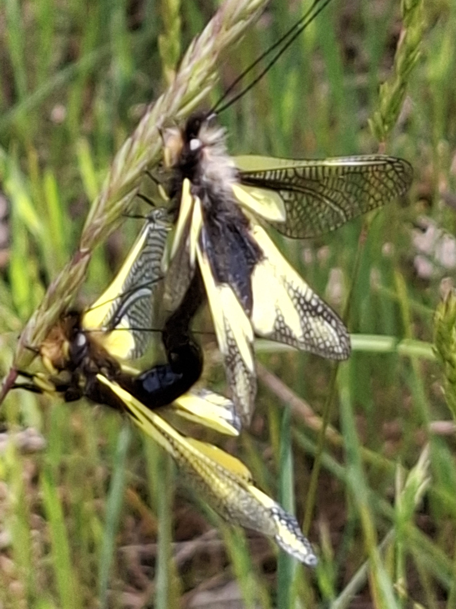 Papillons