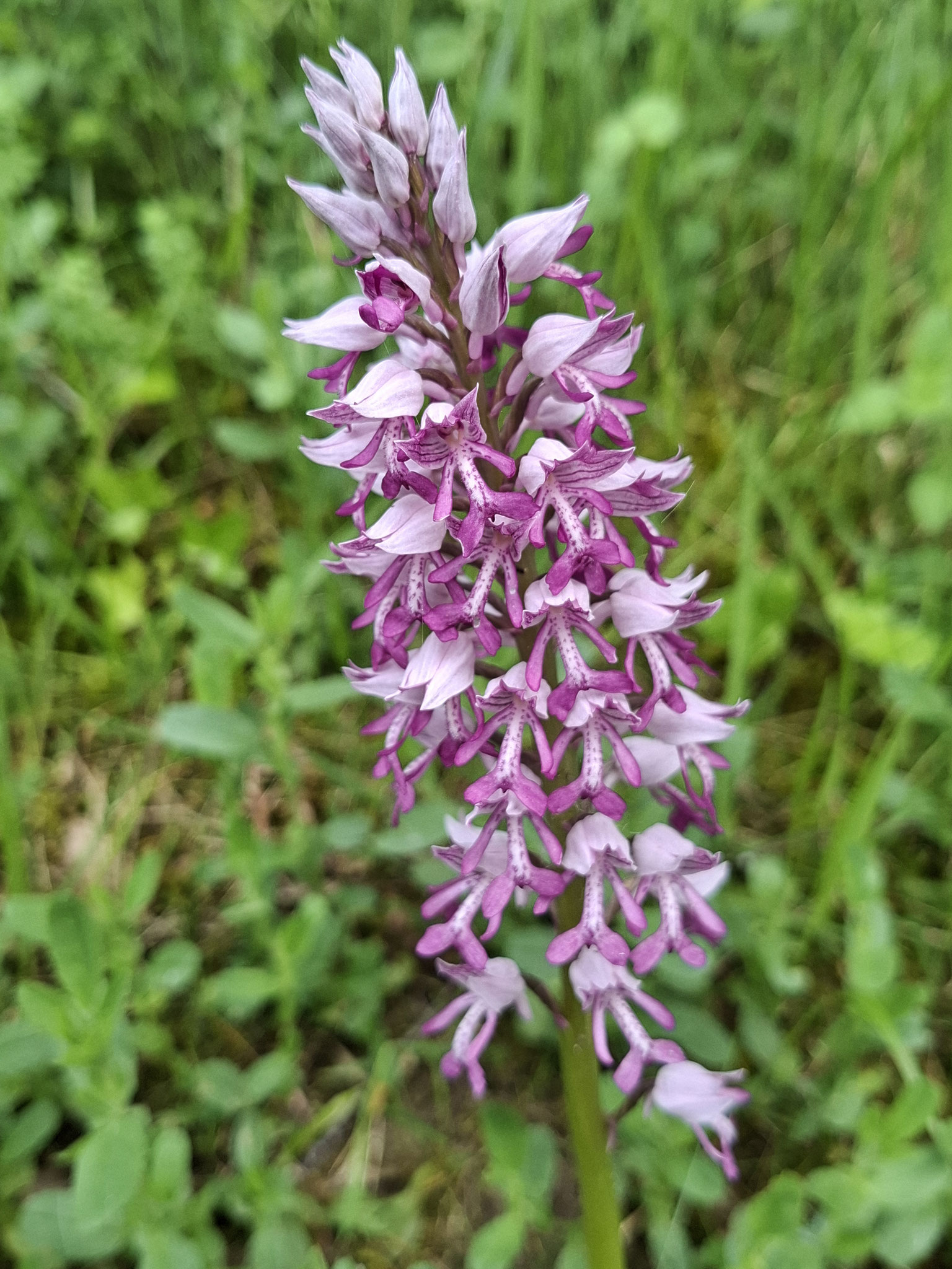 Orchis militaire