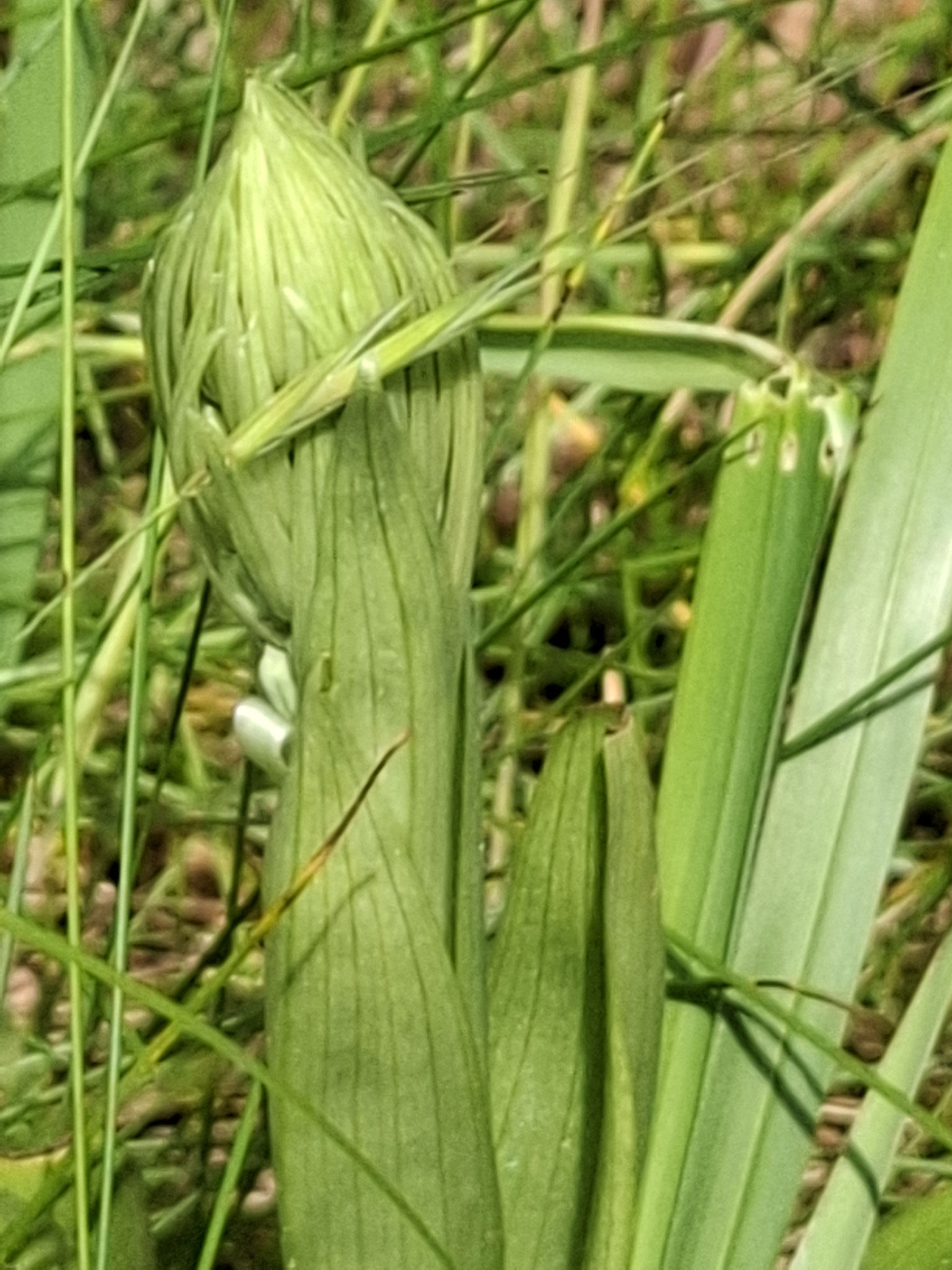 Orchis bouc (en devenir)