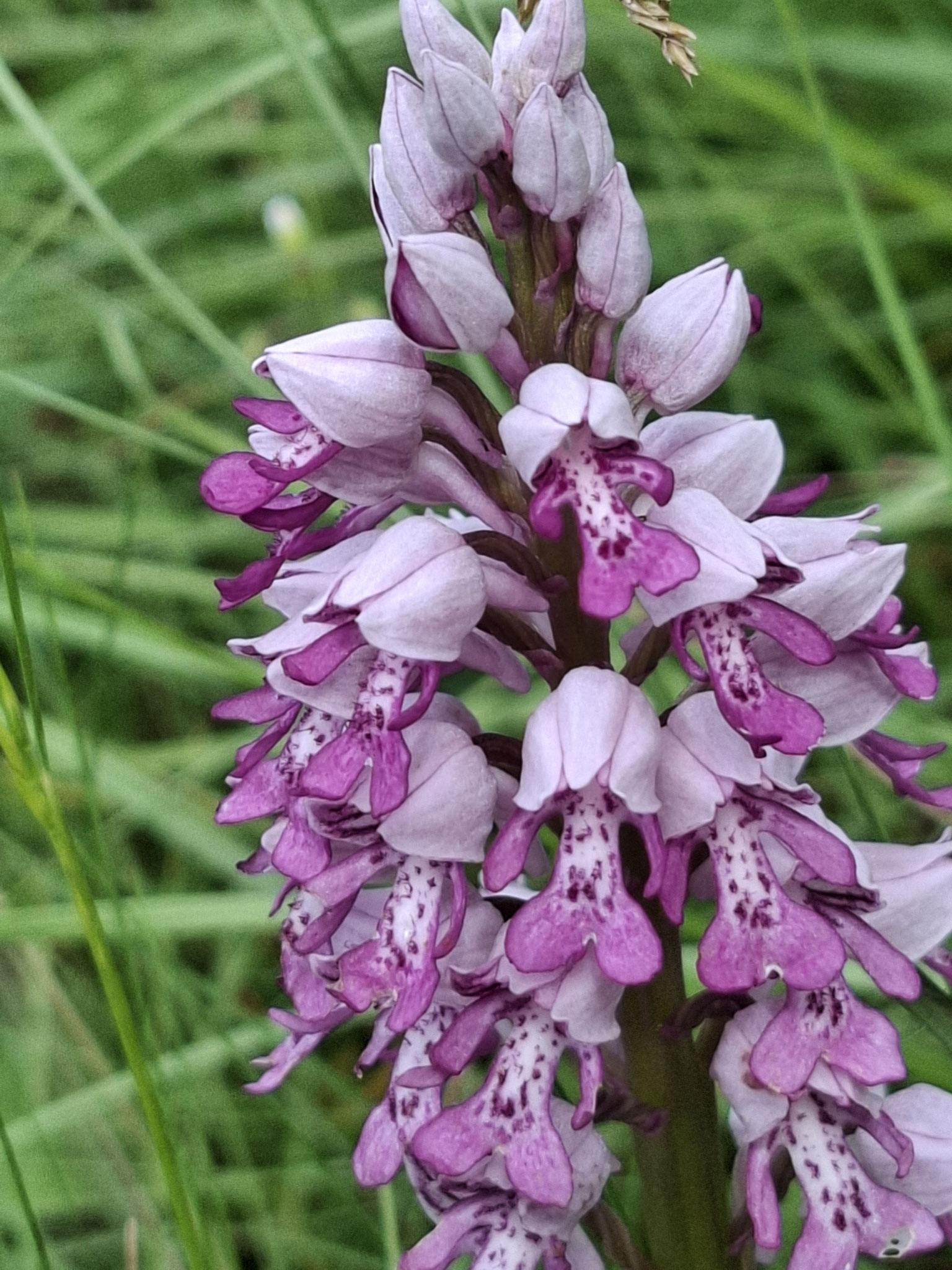 Orchis militaire