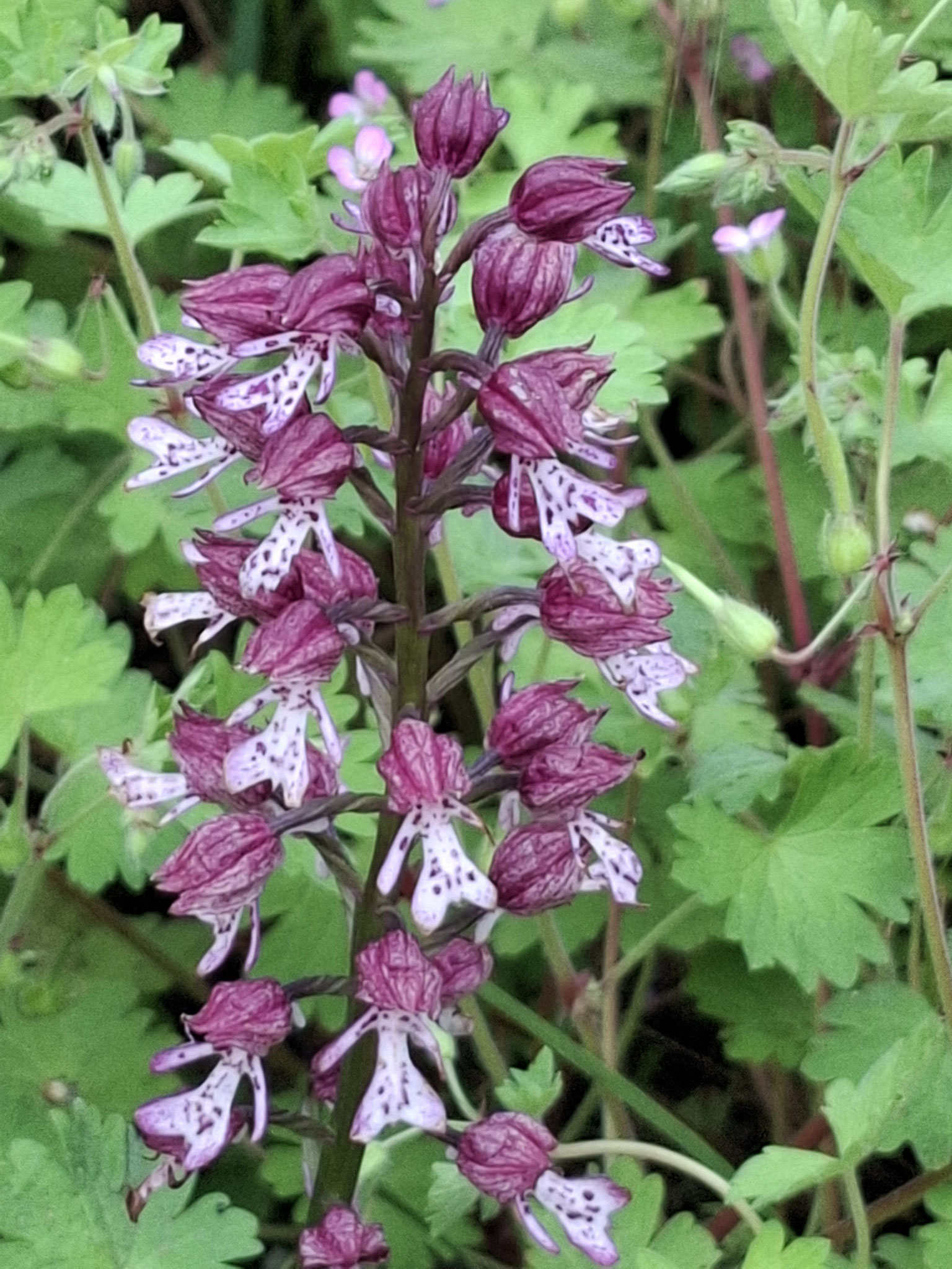 Orchis hybride