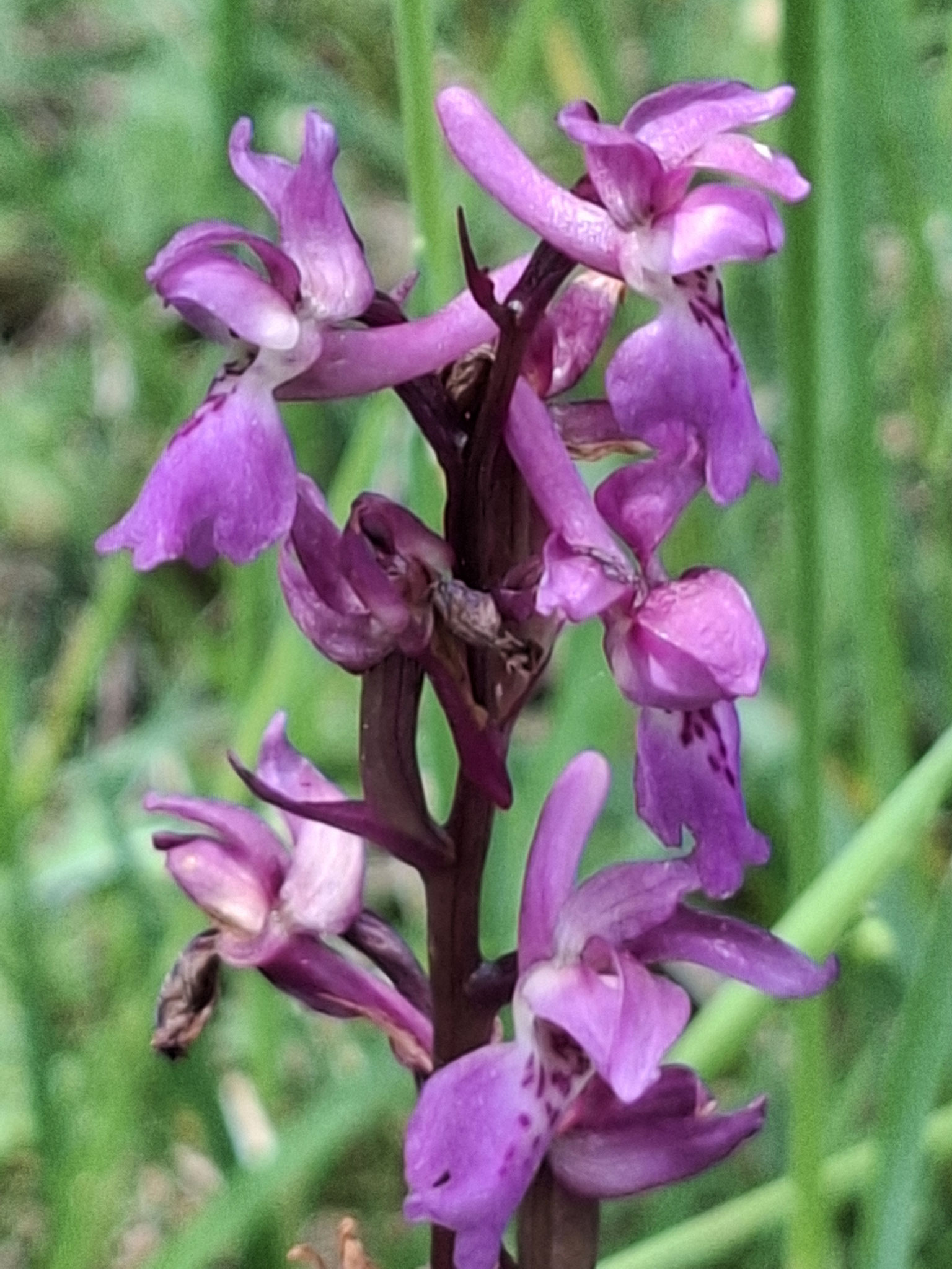 Orchis mâle