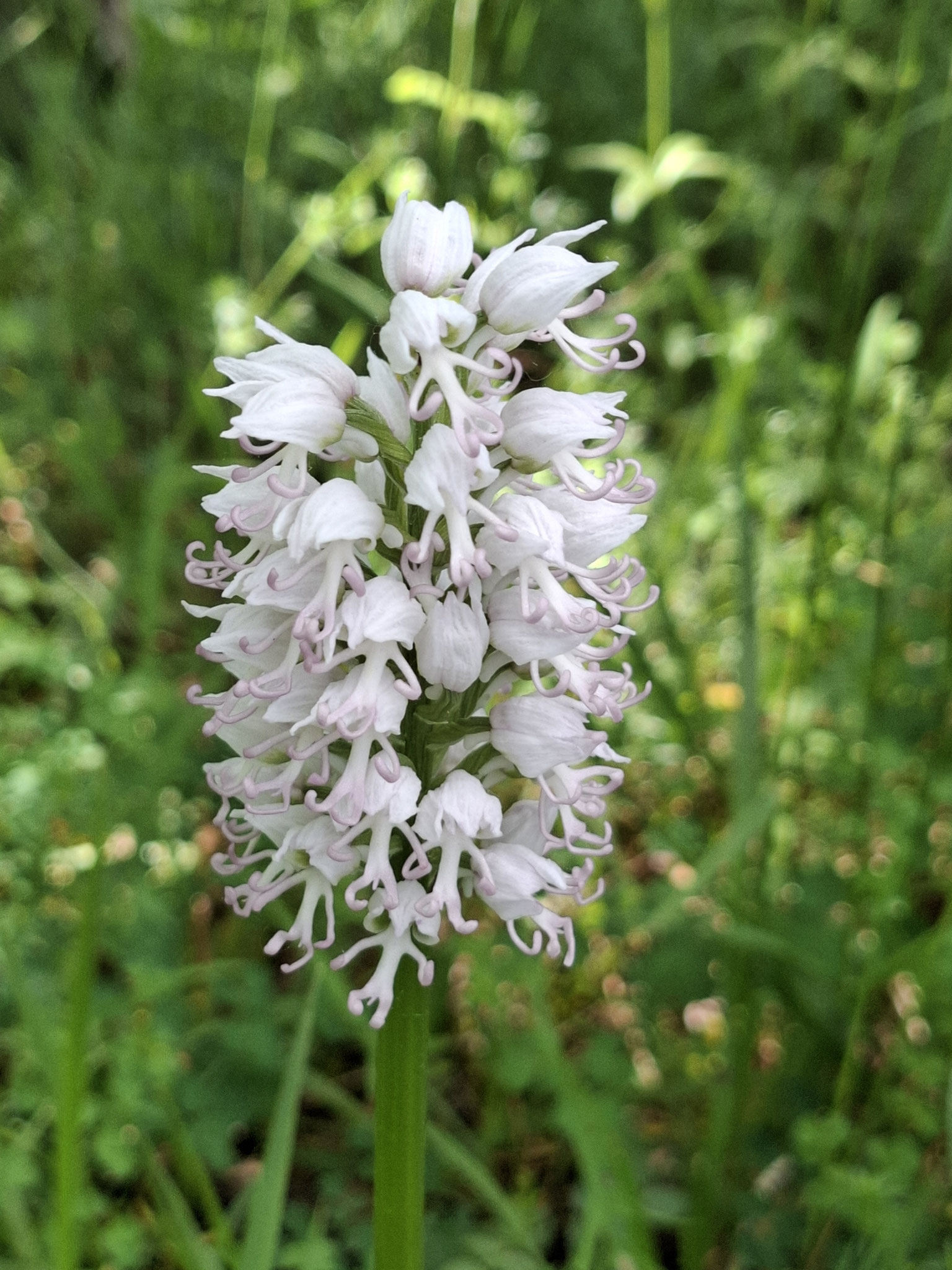 Orchis singe albinos