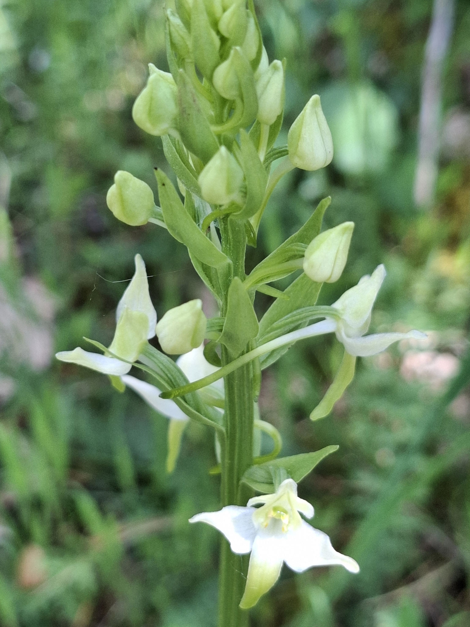 Orchis verdâtre