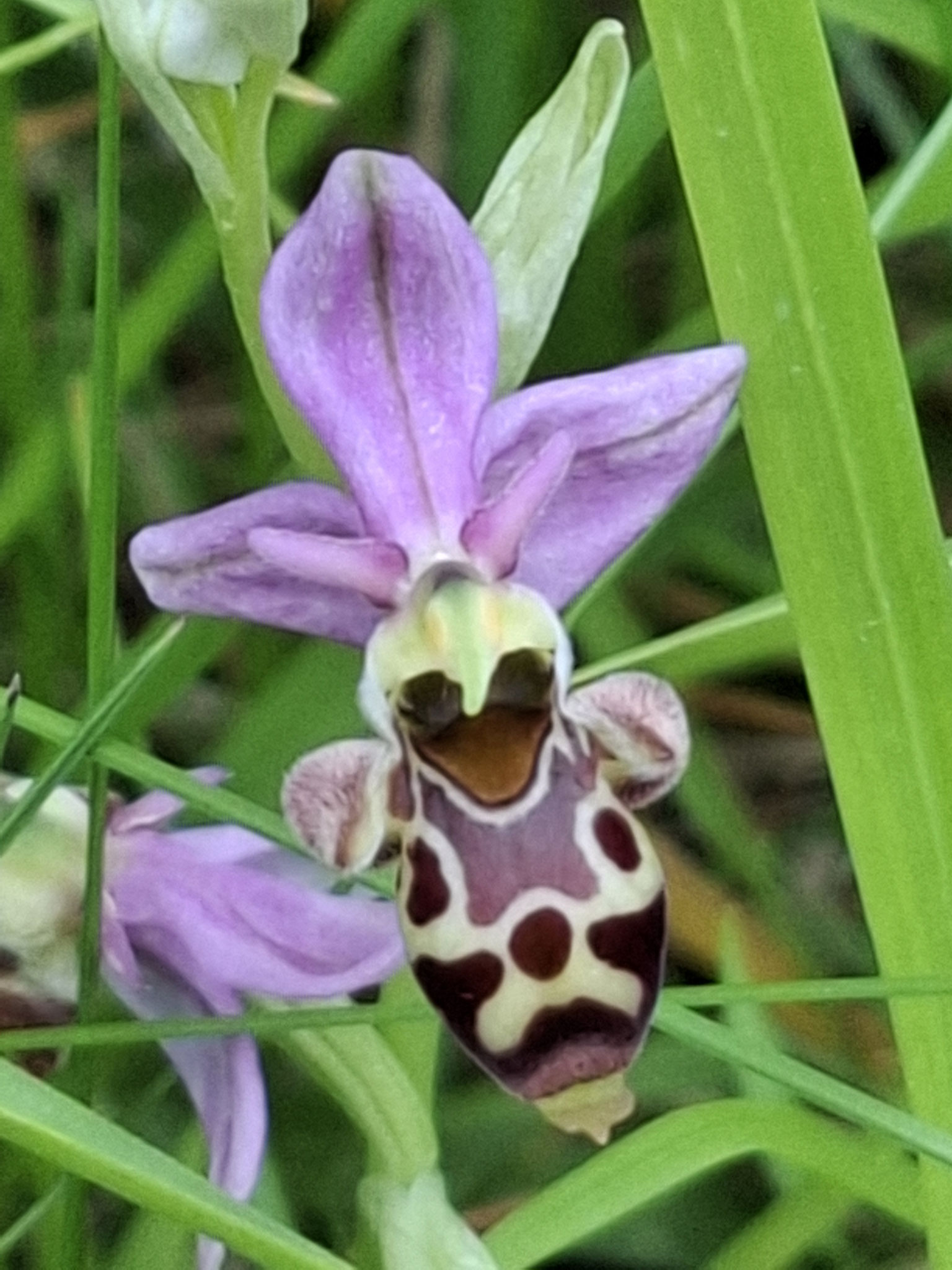 Ophrys bécasse