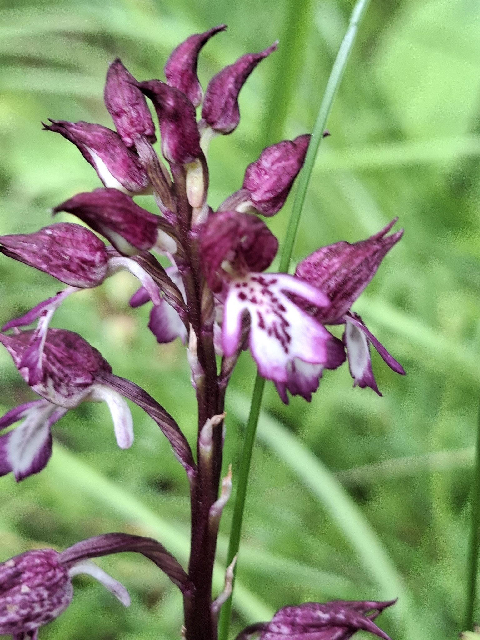 Orchis hybride